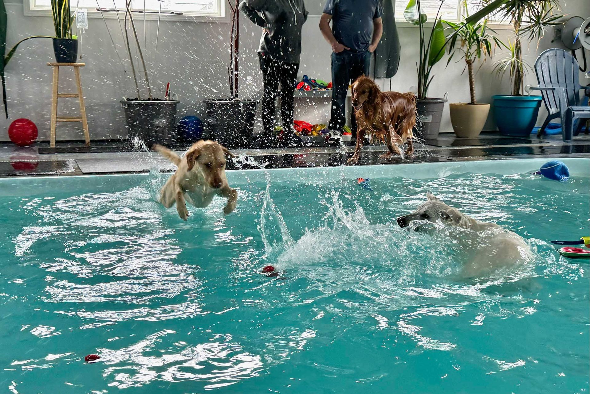 Dogs splashing in a pool with people watching.