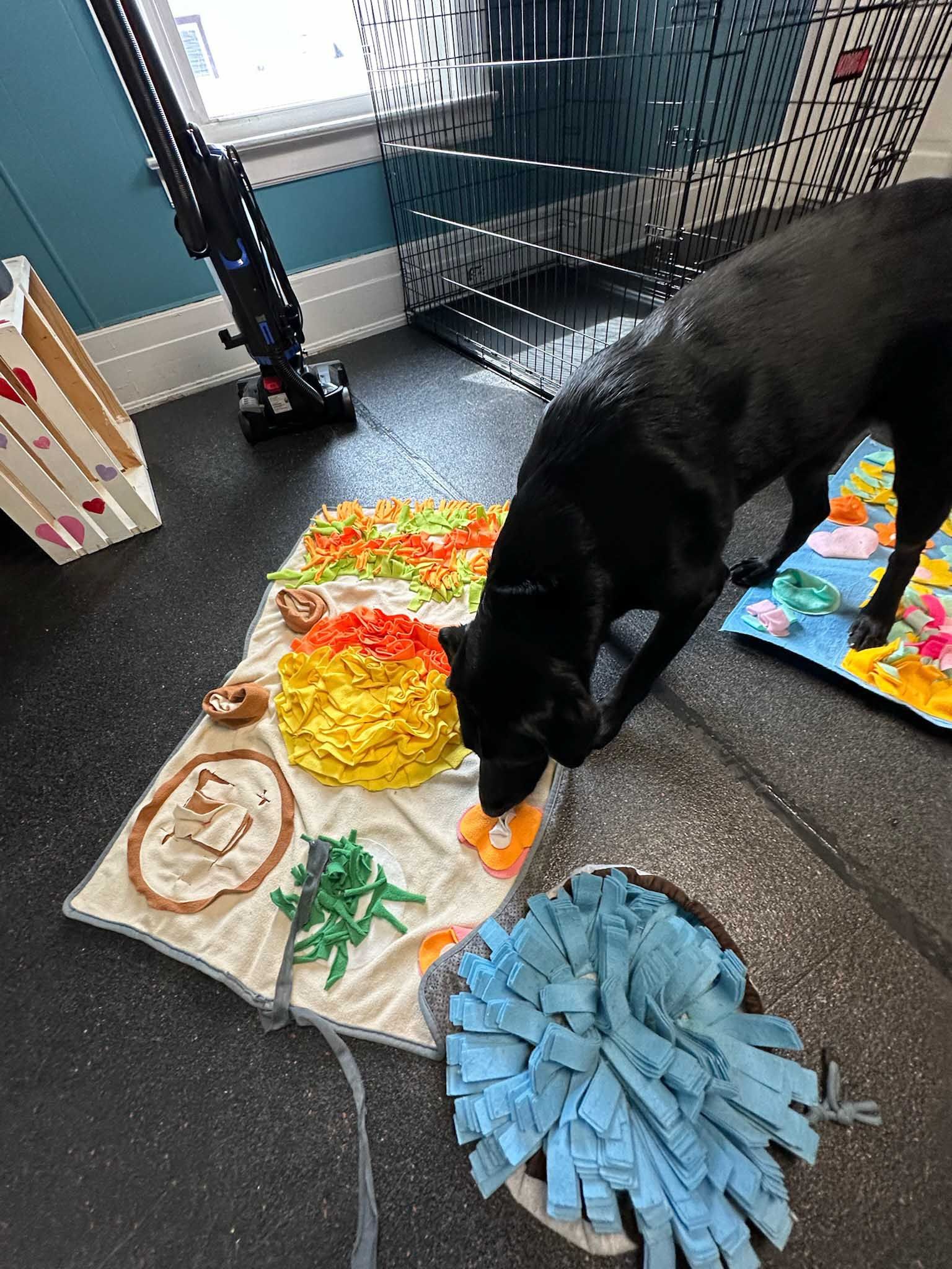 Black dog sniffing colorful snuffle mat on dark floor, with a vacuum cleaner and stairs in the background.