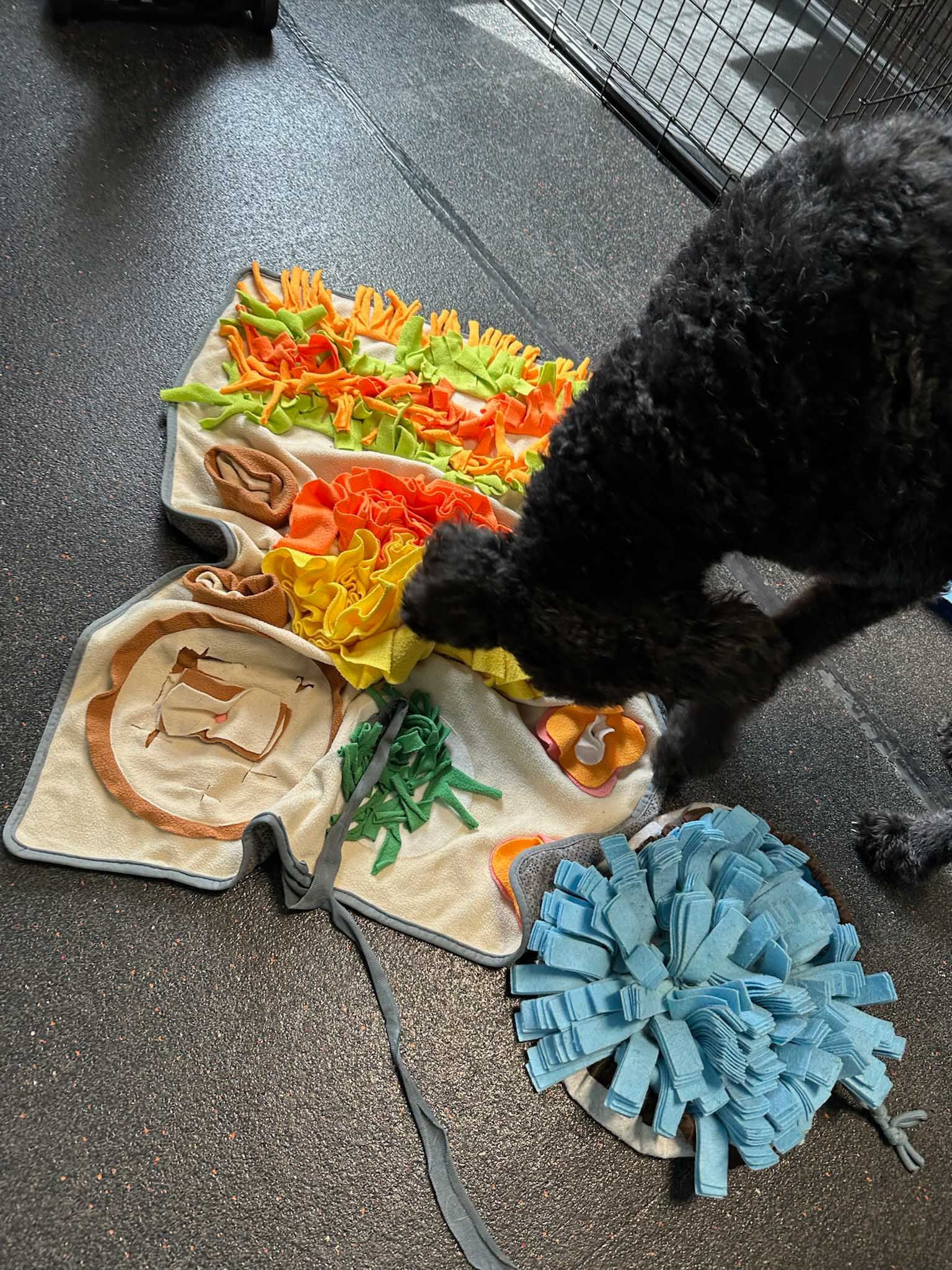 Black dog sniffing a colorful, textured puzzle mat on a wet, gray surface.