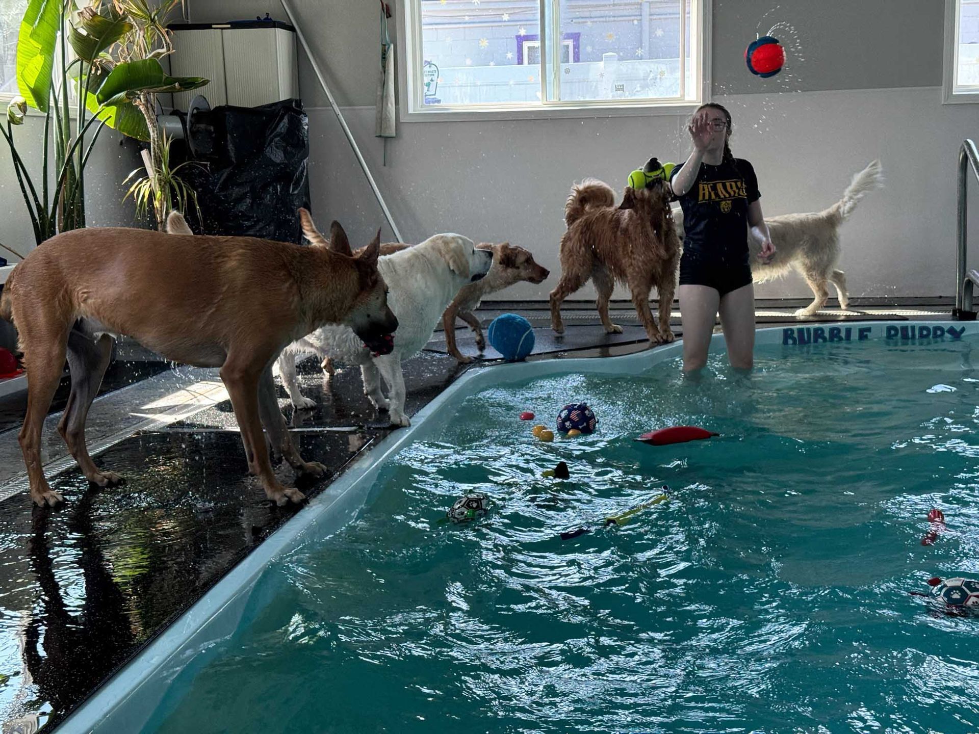 Dogs play in an indoor pool with a person. Water, toys, and reflections are visible.