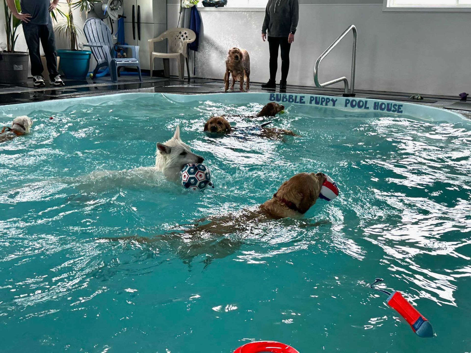 Dogs swimming in a pool, some with toys. Several people stand nearby. Bright blue water.