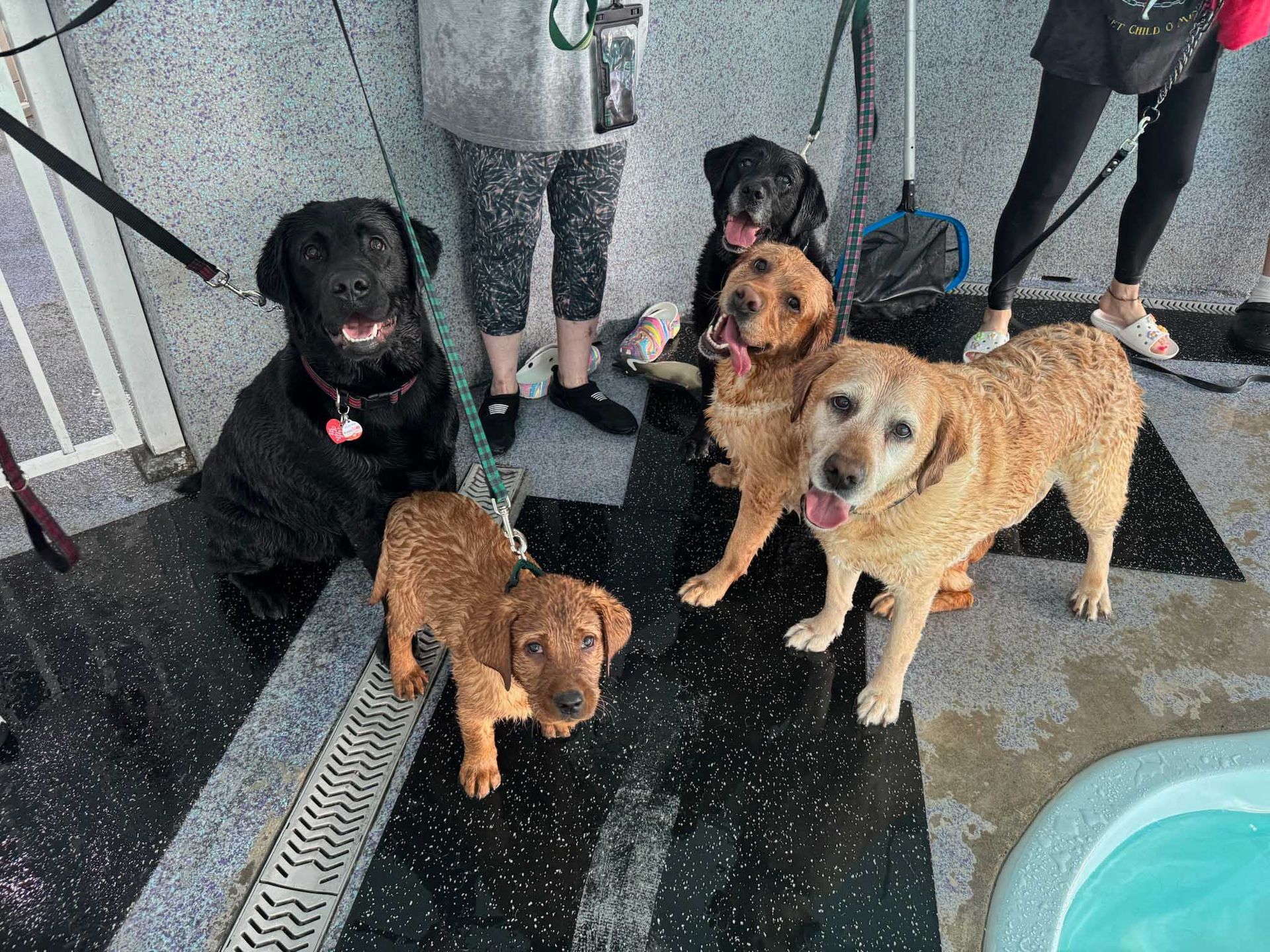 Five wet Labrador Retrievers with people near a pool.