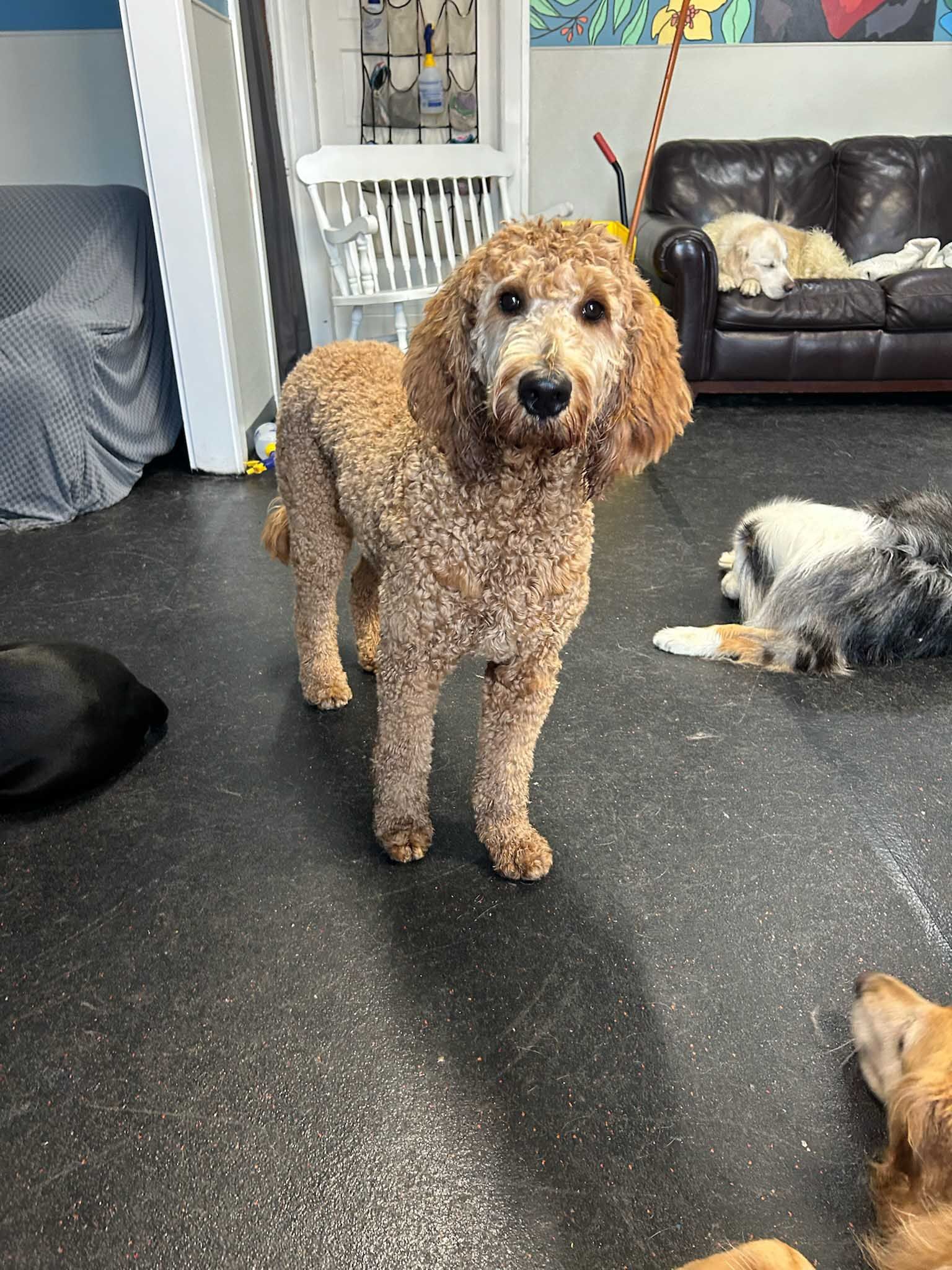 Goldendoodle dog standing, looking forward in a room with other dogs.