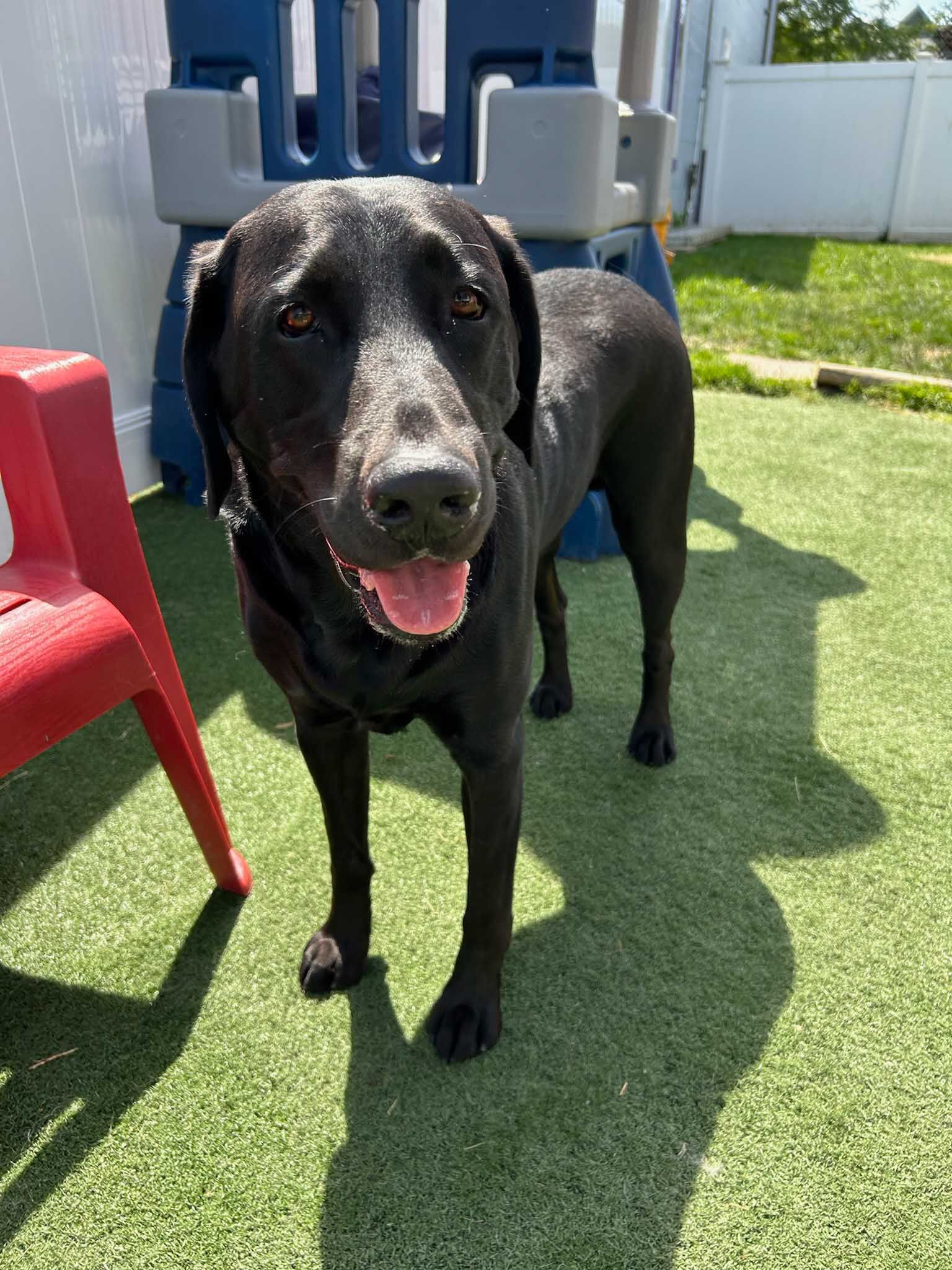 Black Labrador dog stands on green turf with open mouth; a red chair and blue structure are behind it.