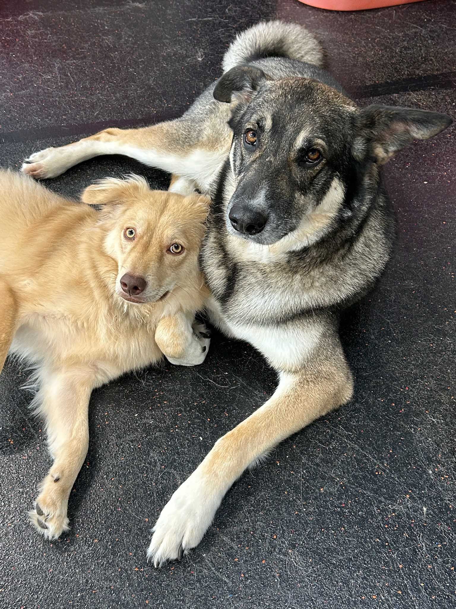 Two dogs lying down, one golden and one gray, side-by-side on a dark surface, looking at the camera.