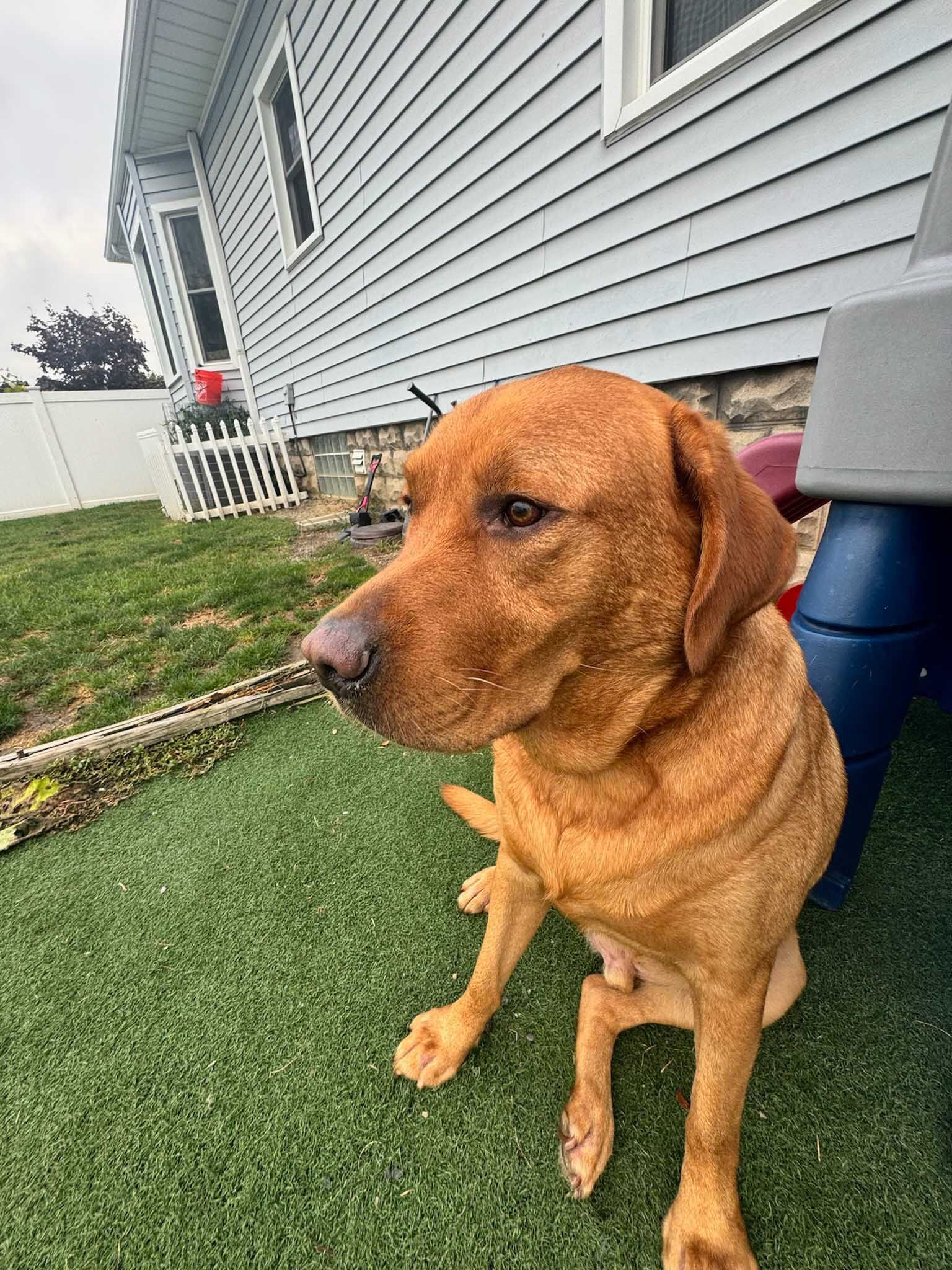 Reddish-brown dog sitting outside, gazing to the side. Green turf and a gray house in the background.