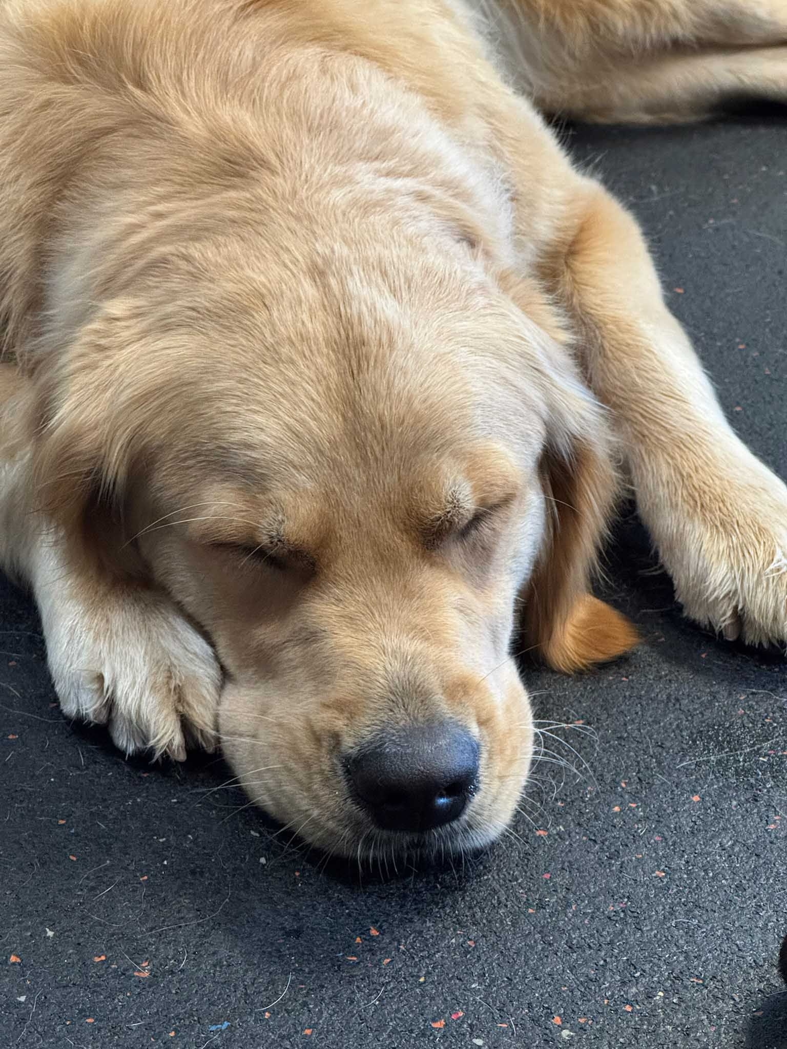 Golden retriever dog sleeping on a dark surface, eyes closed, resting head on front paws.