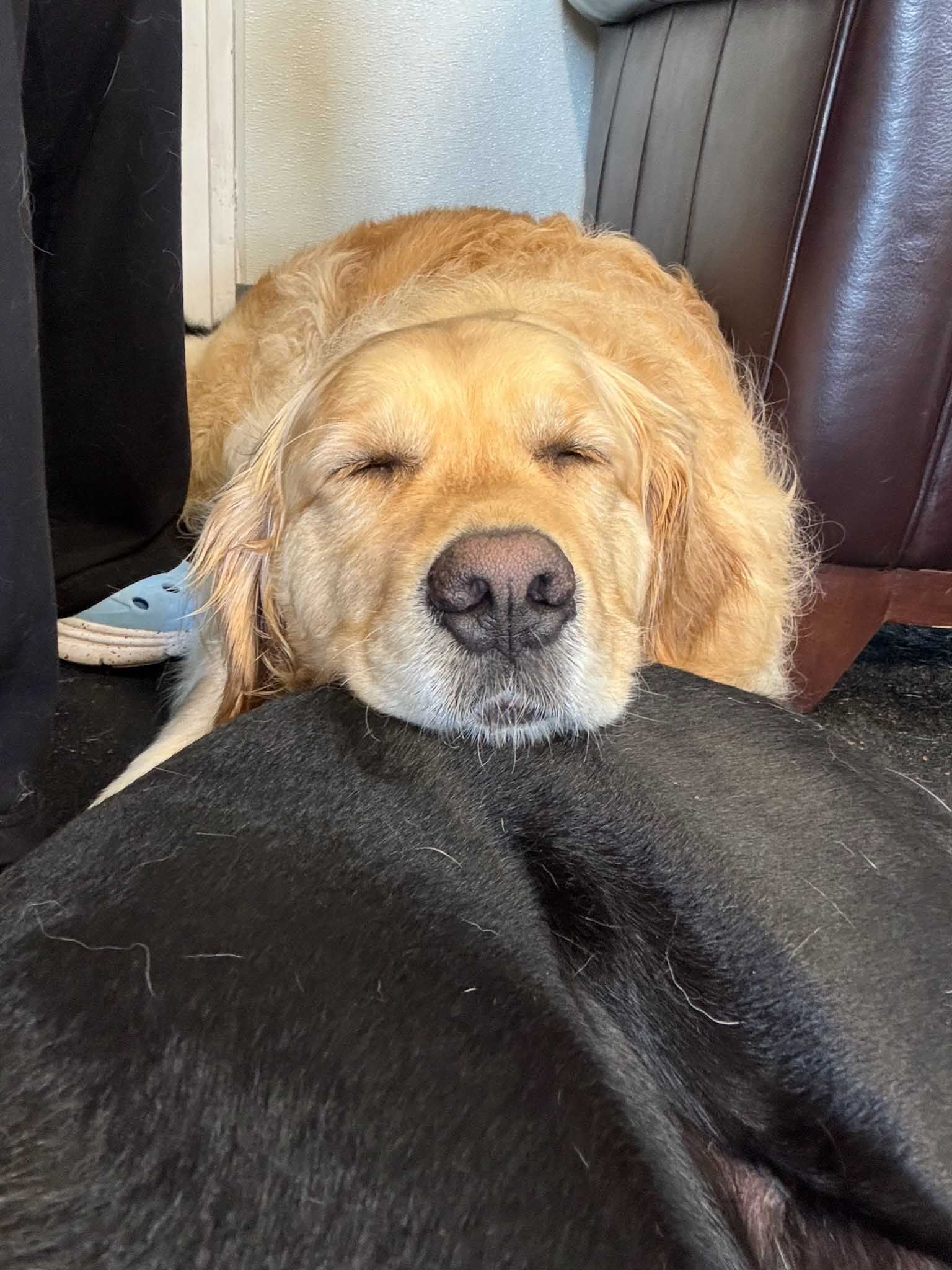 Golden retriever dog sleeping peacefully on top of a black dog.