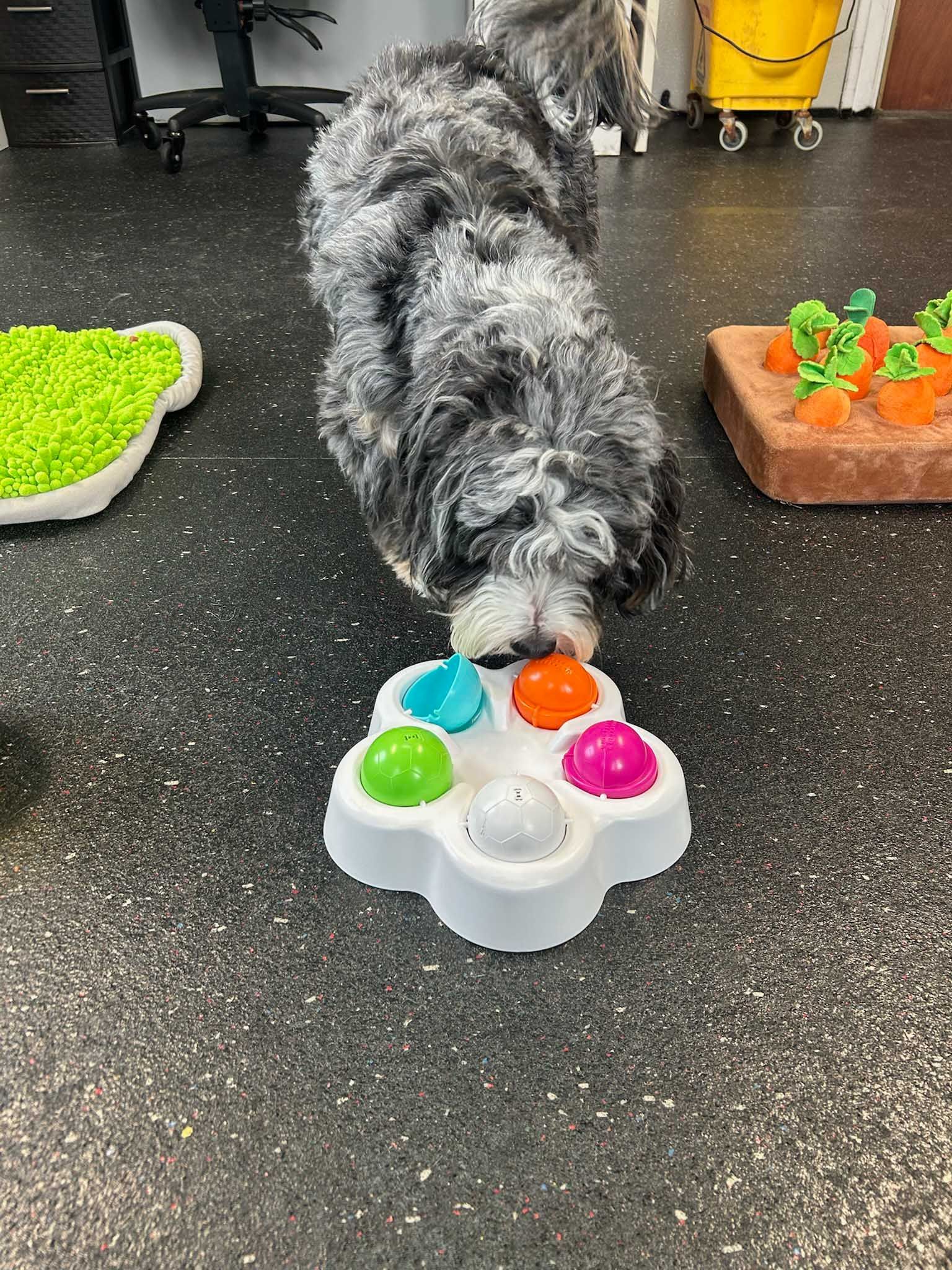 Dog playing with a colorful toy on the floor; green, orange, blue, and pink buttons.