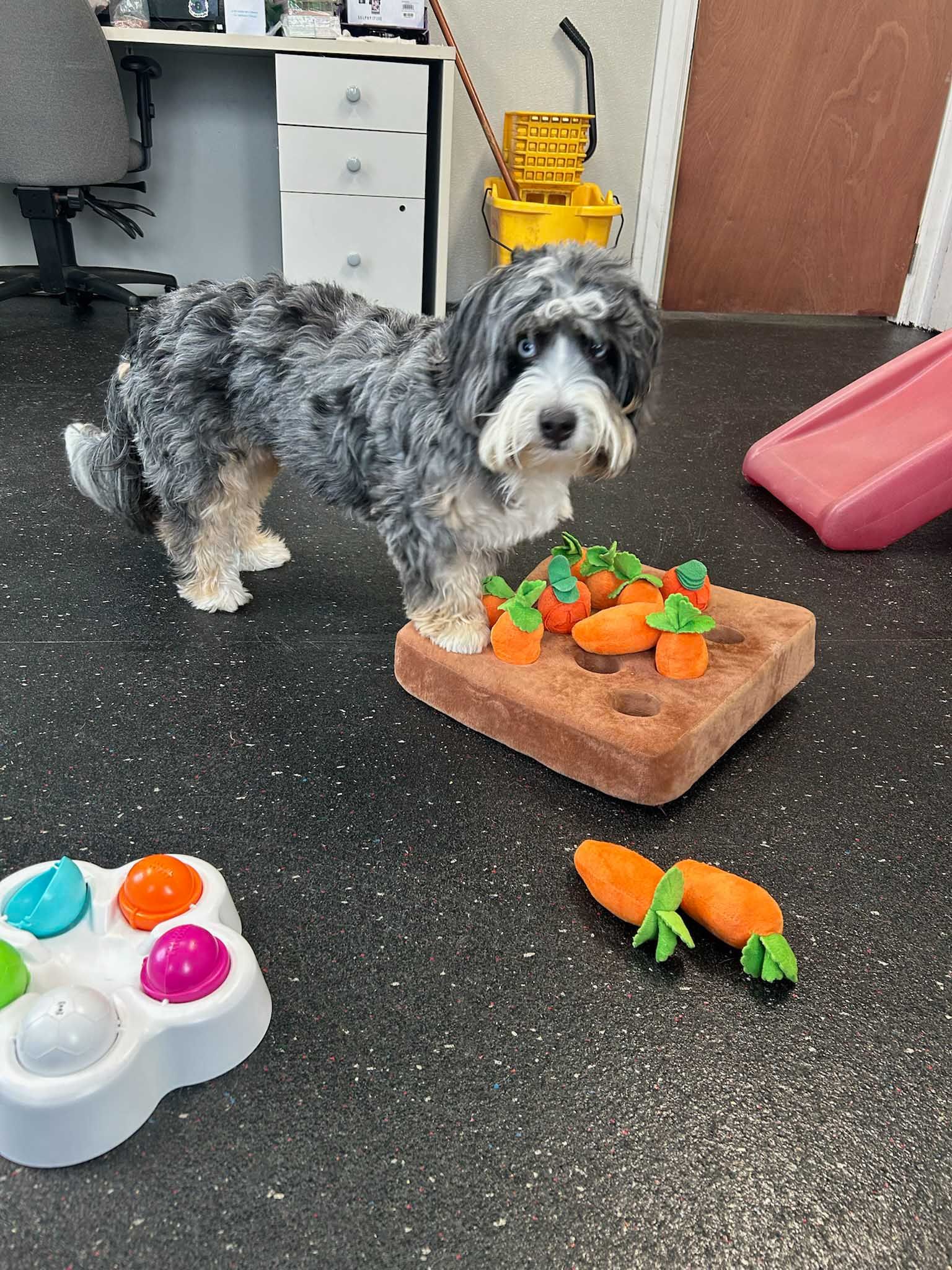 Dog standing near a toy carrot patch and puzzle on a black floor.