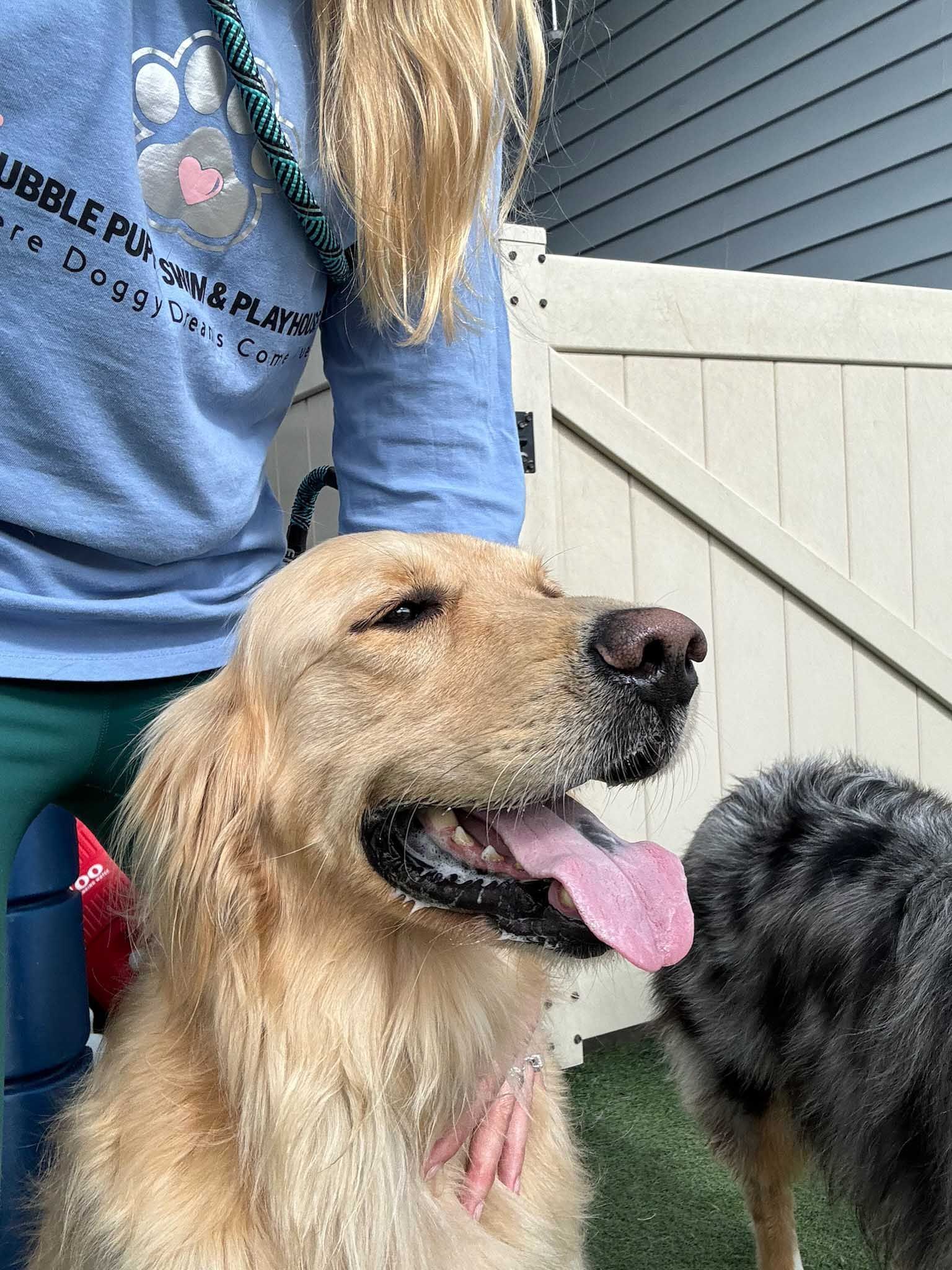 Golden retriever dog with tongue out, looking up. Person in blue shirt behind dog.