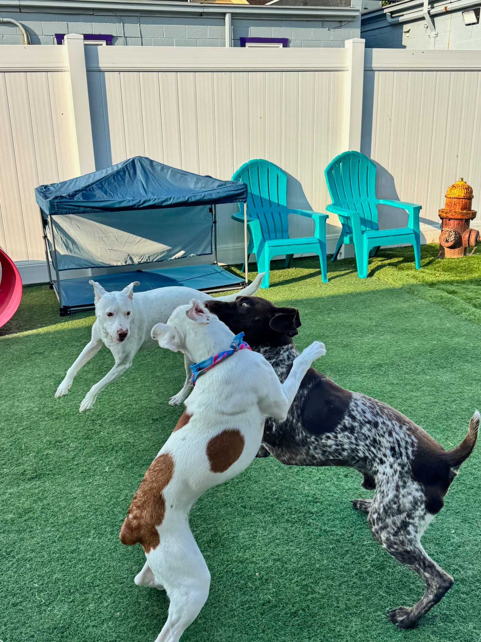 Three dogs playing in a fenced yard with turf, blue chairs, and a dog house.
