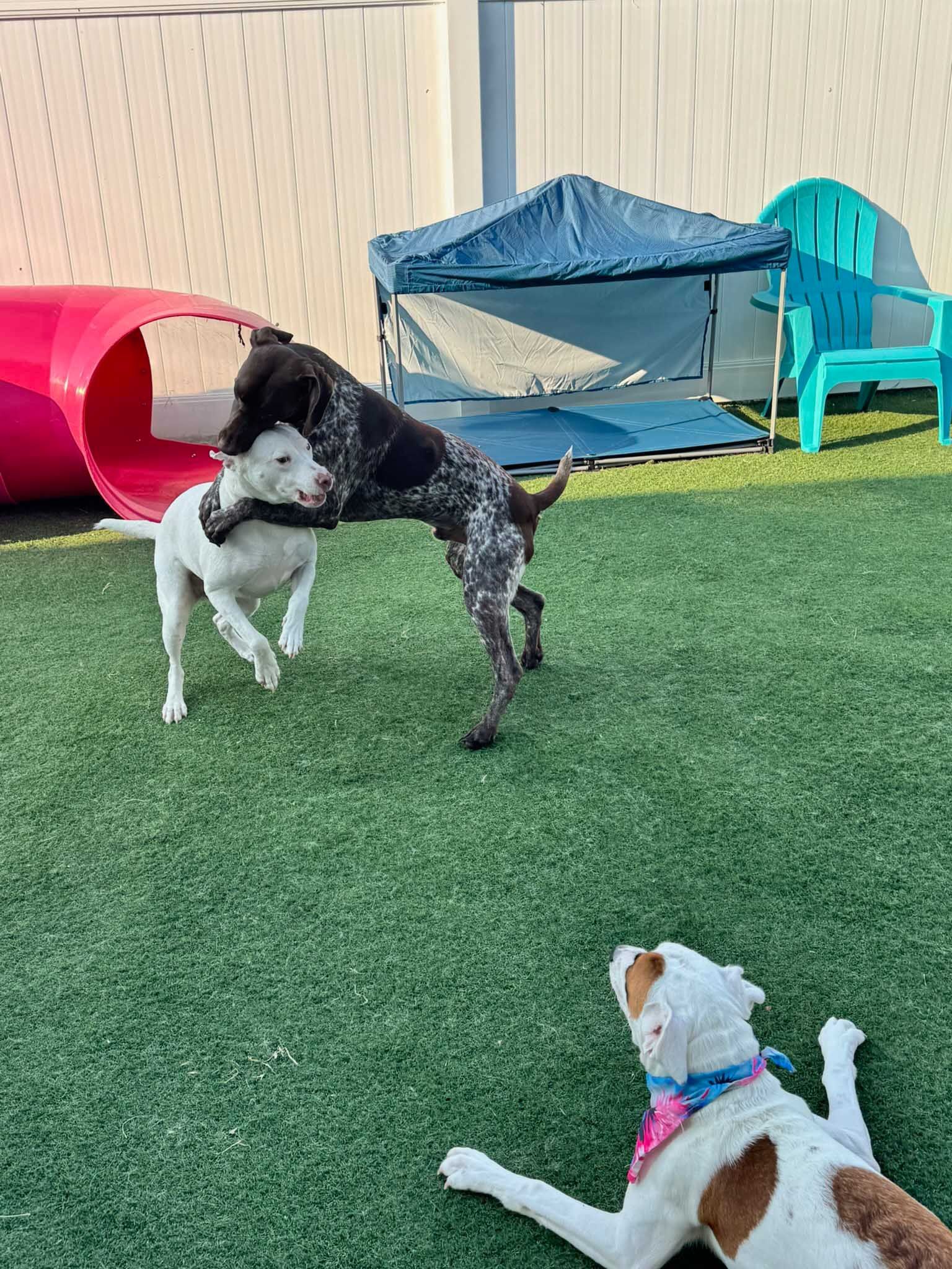 Two dogs playing on green turf; one white, one brown spotted. A third dog watches.