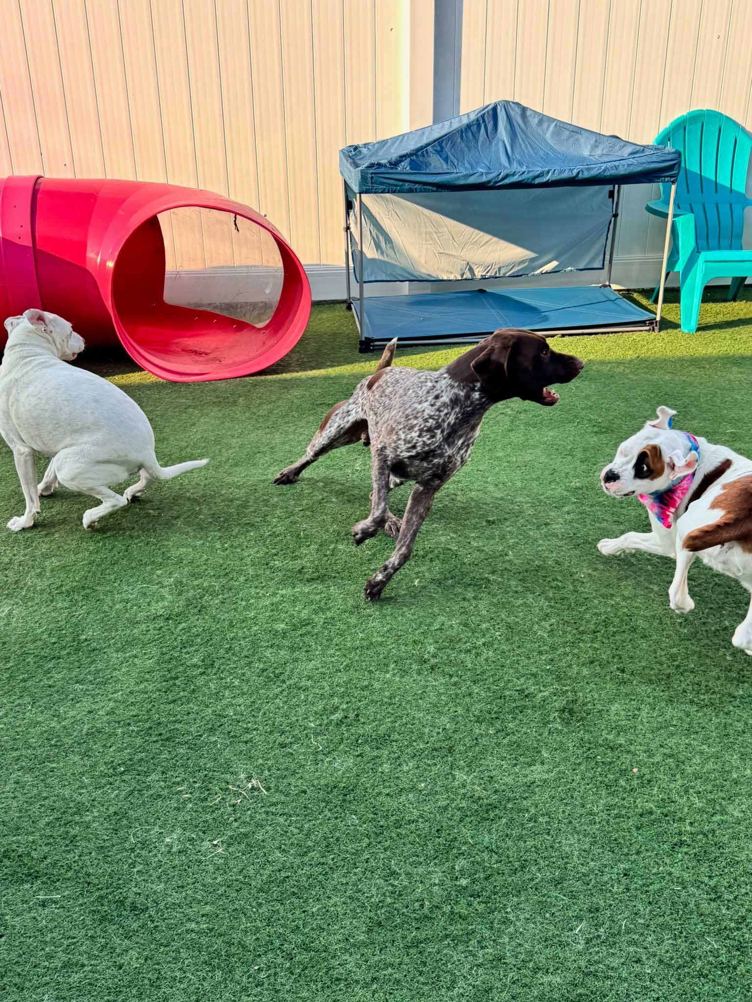 Three dogs playing on artificial turf; red tunnel, teal chair, and blue canopy in background.