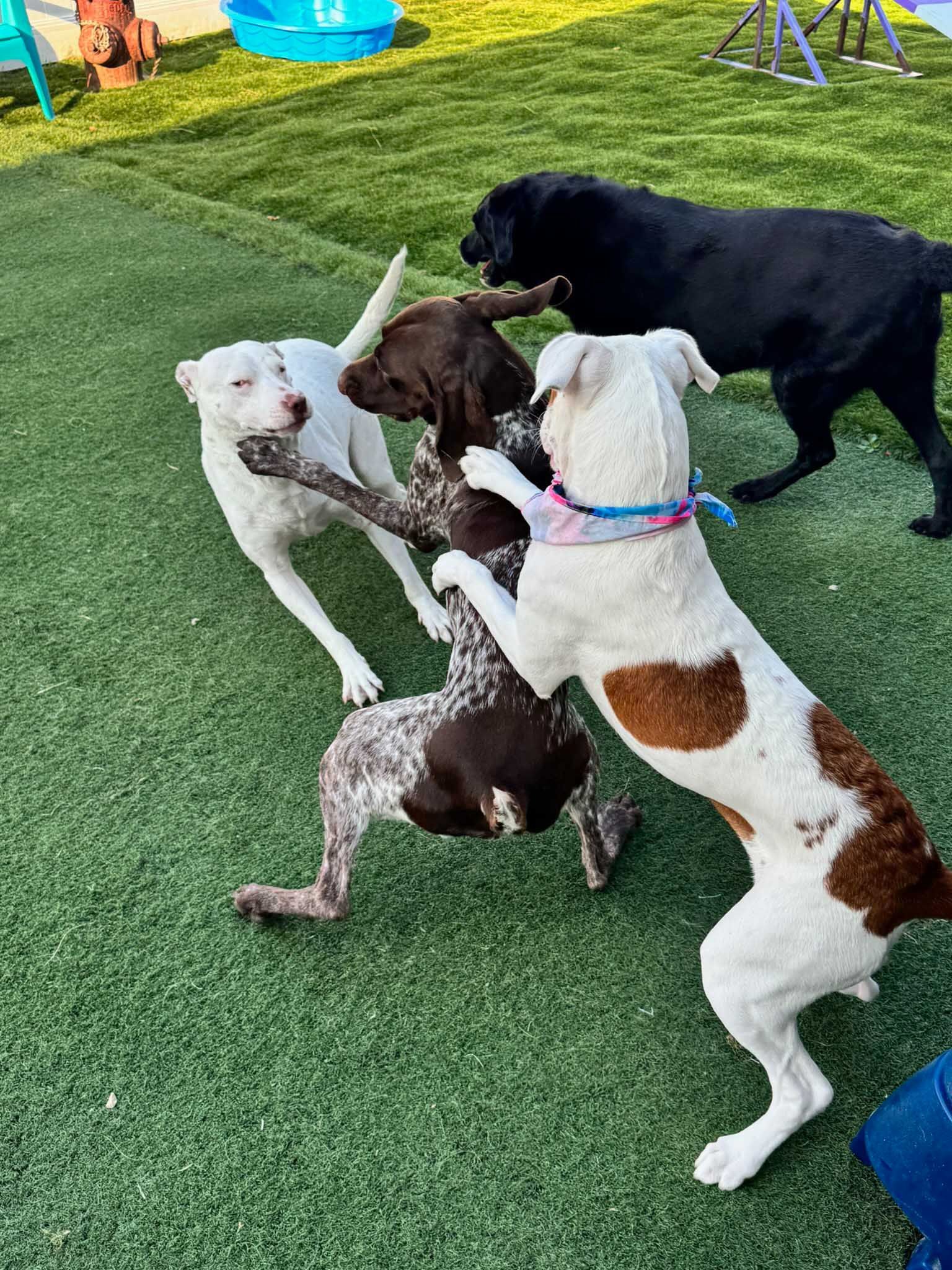 Four dogs playing on green turf. One white dog jumps, two others wrestle, and a black dog stands nearby.