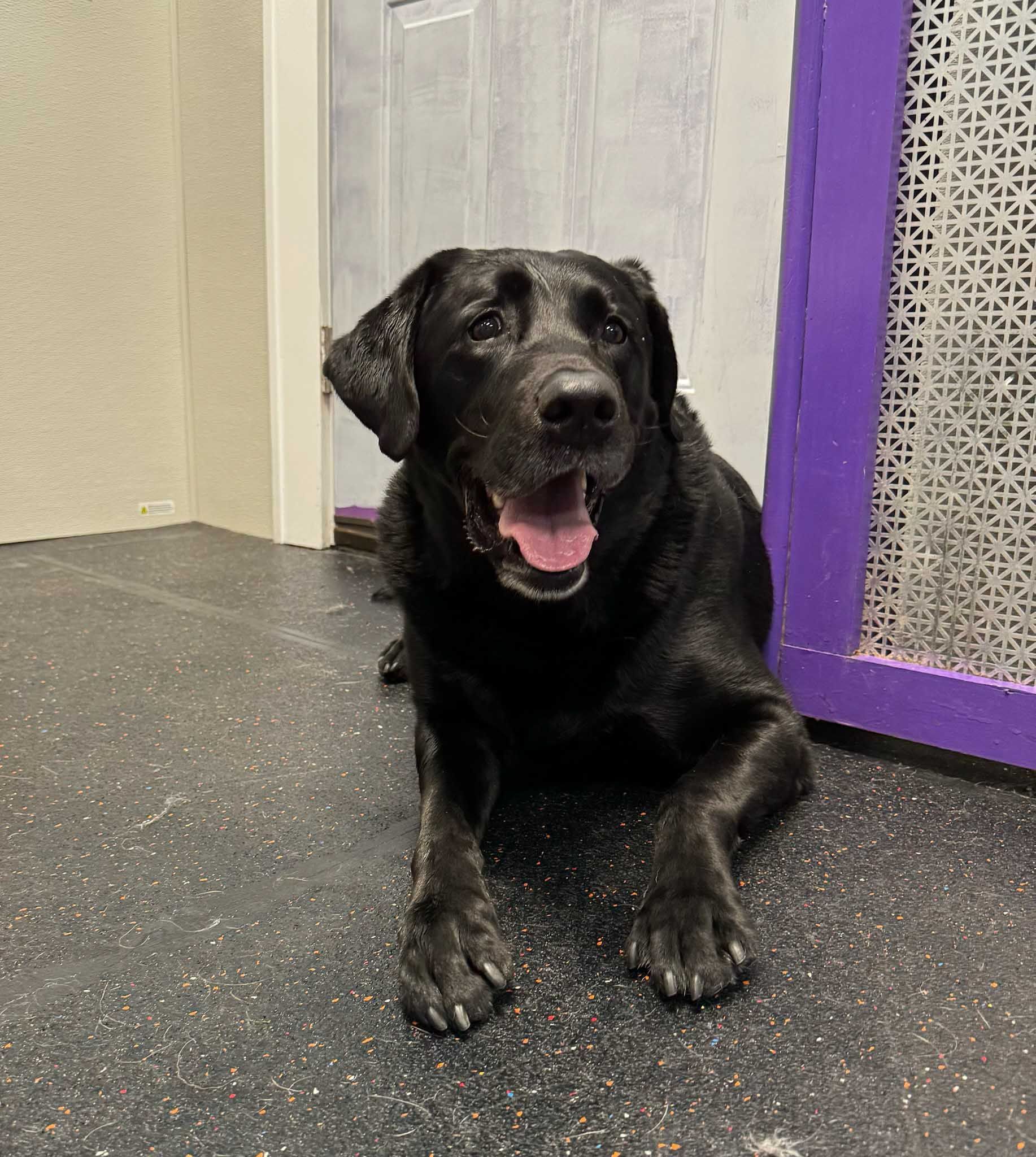 Black Labrador dog with mouth open, resting on dark floor near a purple frame.