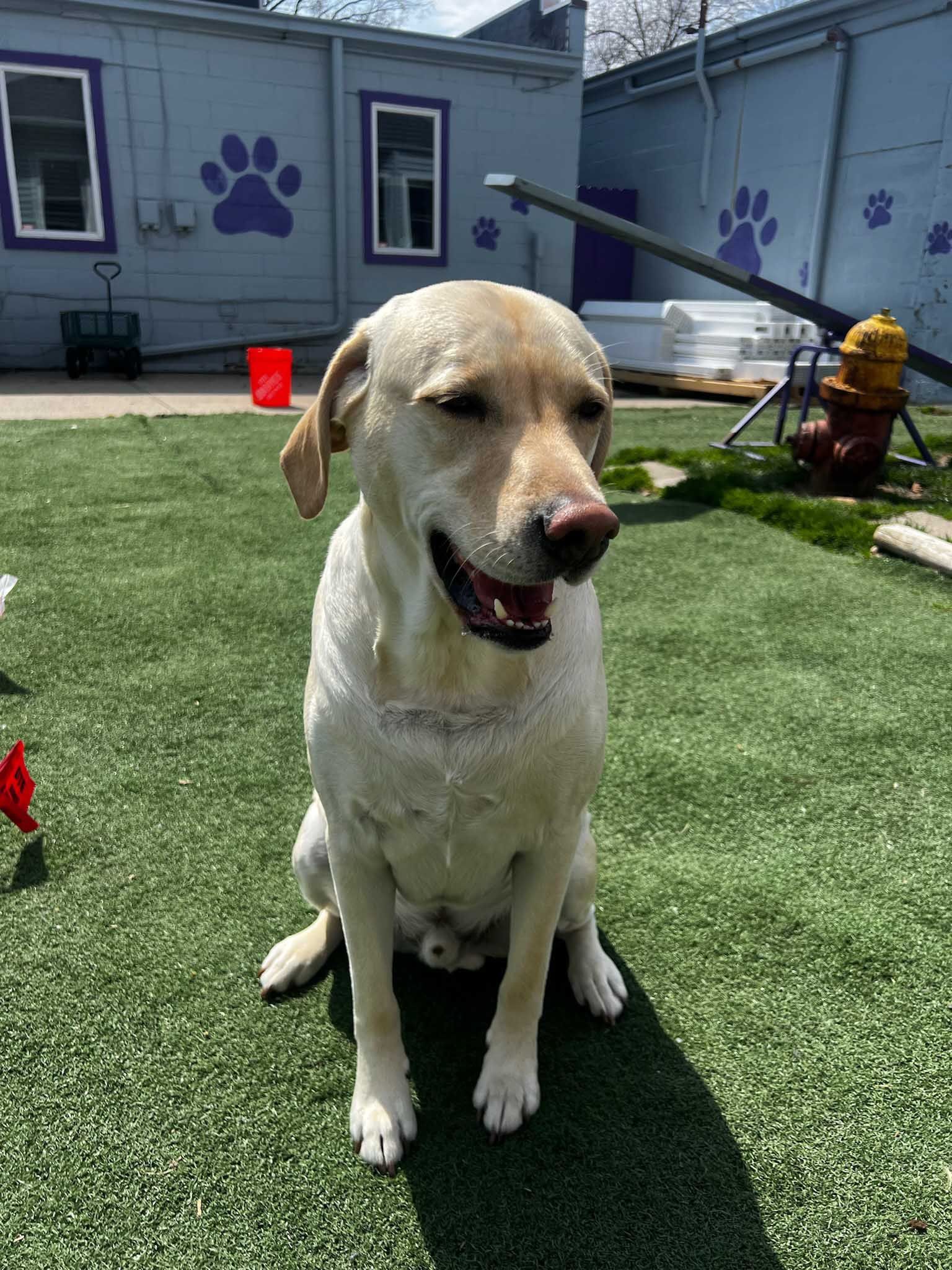 Yellow Labrador retriever sitting on green turf outdoors. Building with purple paw prints in background.