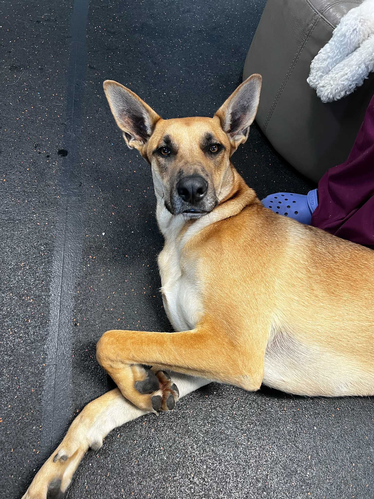 Tan dog with alert expression, resting on dark speckled surface, looking forward.
