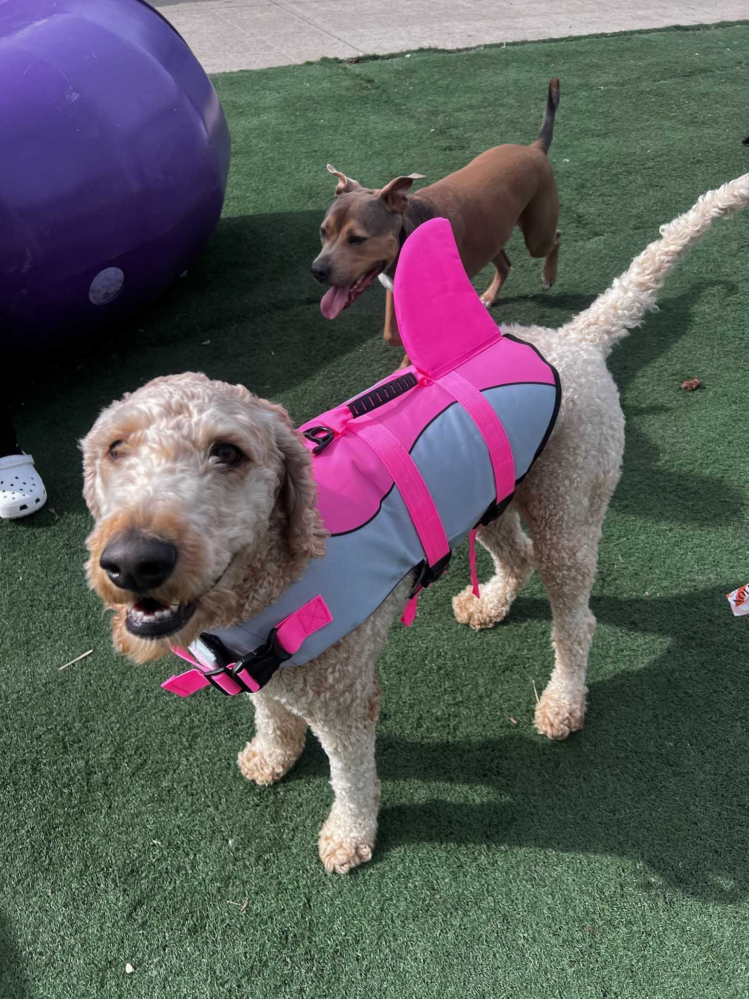 Dog in pink life vest stands on green turf; another dog in the background.