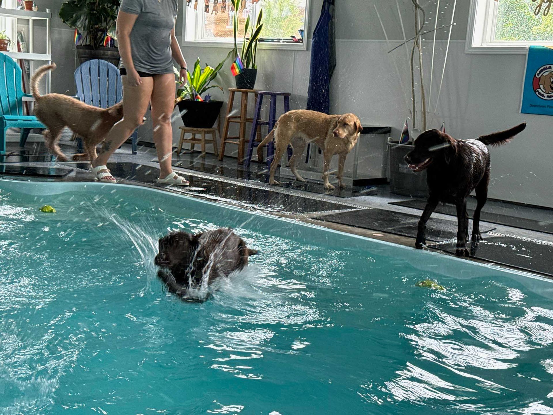 Dogs swimming in a pool with a person. One dog is in the water, splashing. Other dogs watch nearby.