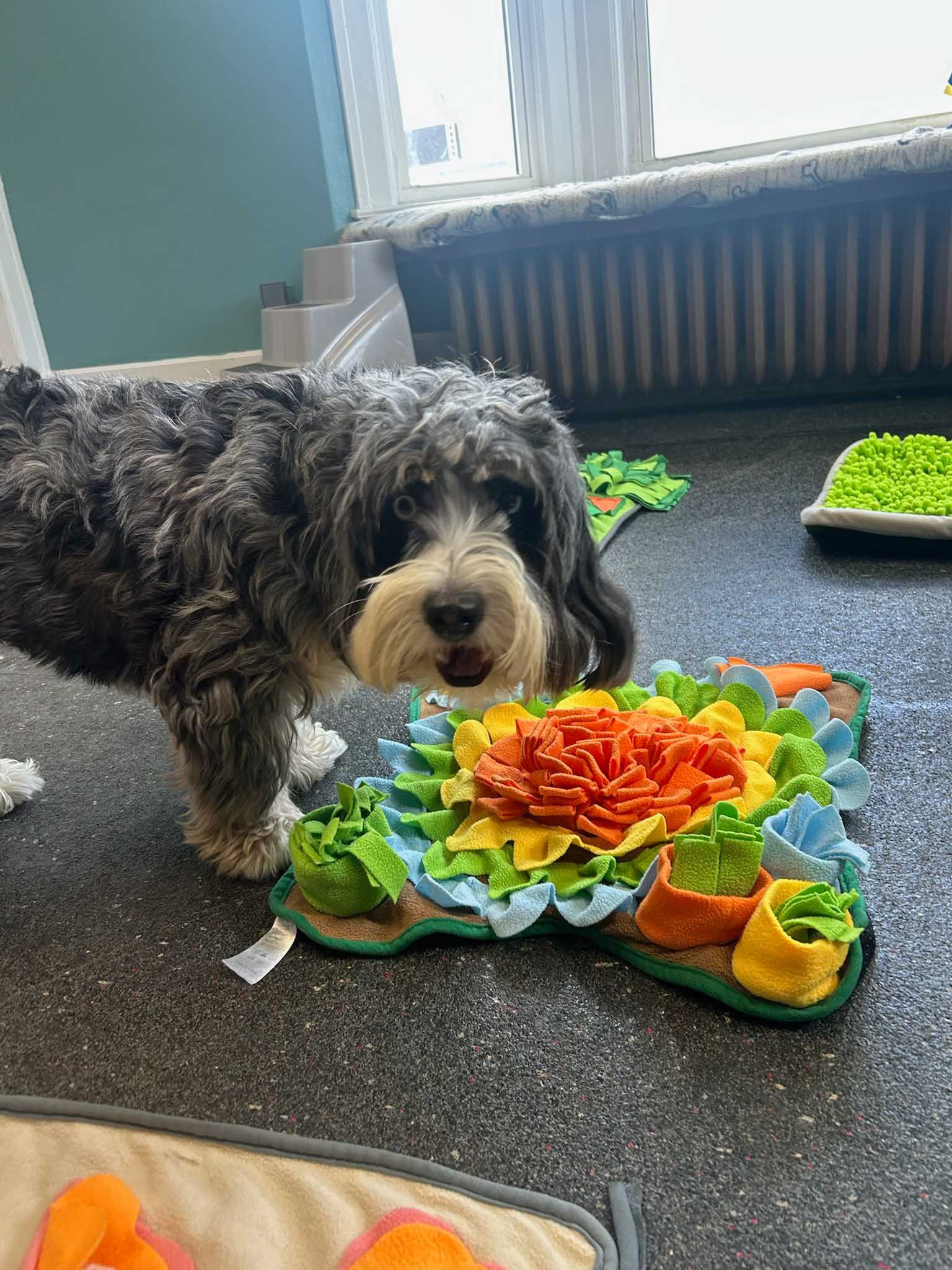 A gray and white dog with a happy expression stands by a colorful, interactive dog toy on a floor.