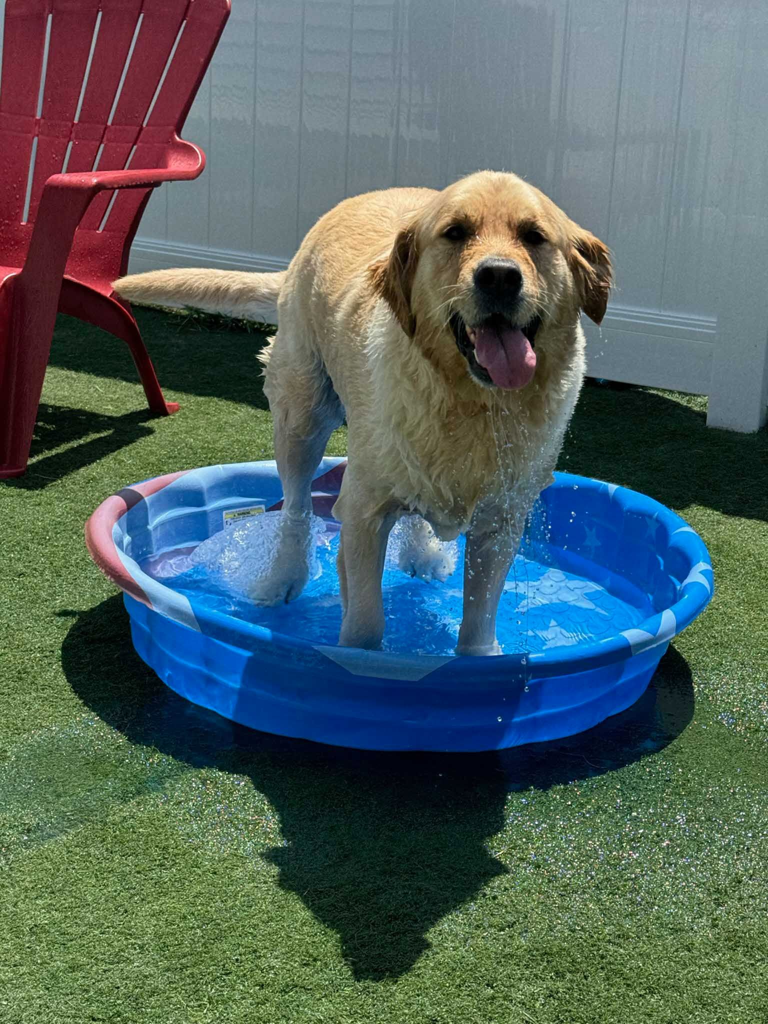 Yellow Labrador dog standing in a blue plastic kiddie pool, splashing and smiling, red chair nearby.