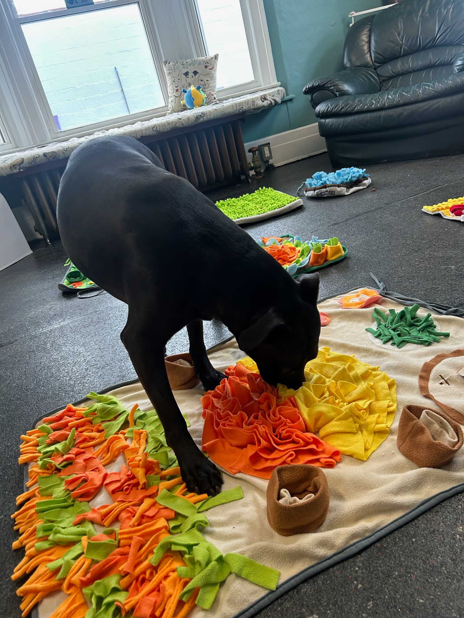 Black dog sniffs colorful, fabric puzzle mat on floor, looking for treats.