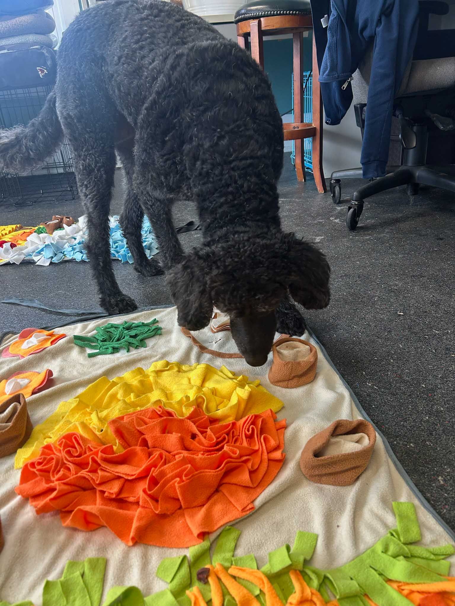 Black dog sniffing a colorful fabric mat with hidden treats indoors.