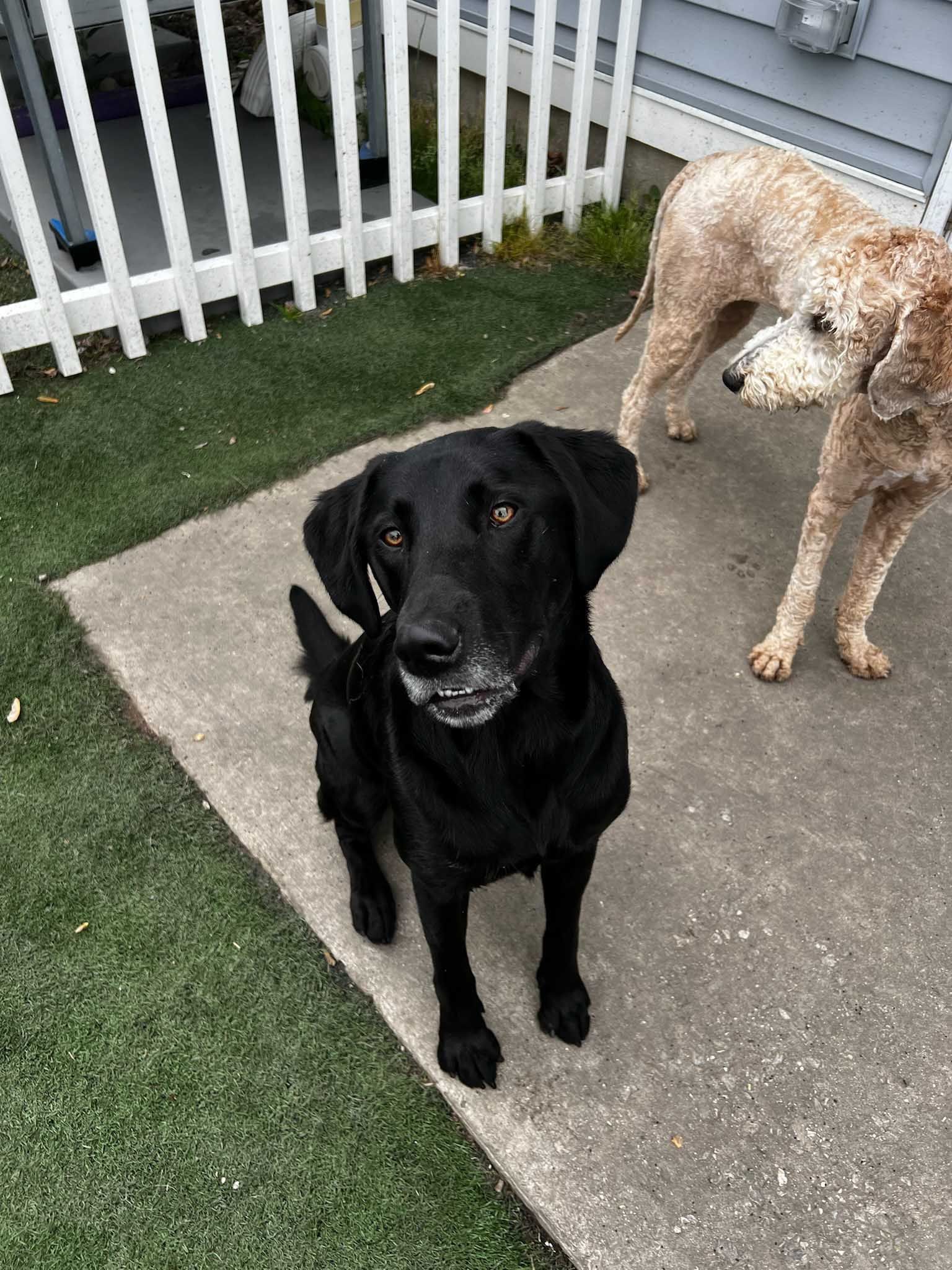 Black dog sitting on concrete, looking up. Another dog with curly fur stands behind. Outdoor setting.