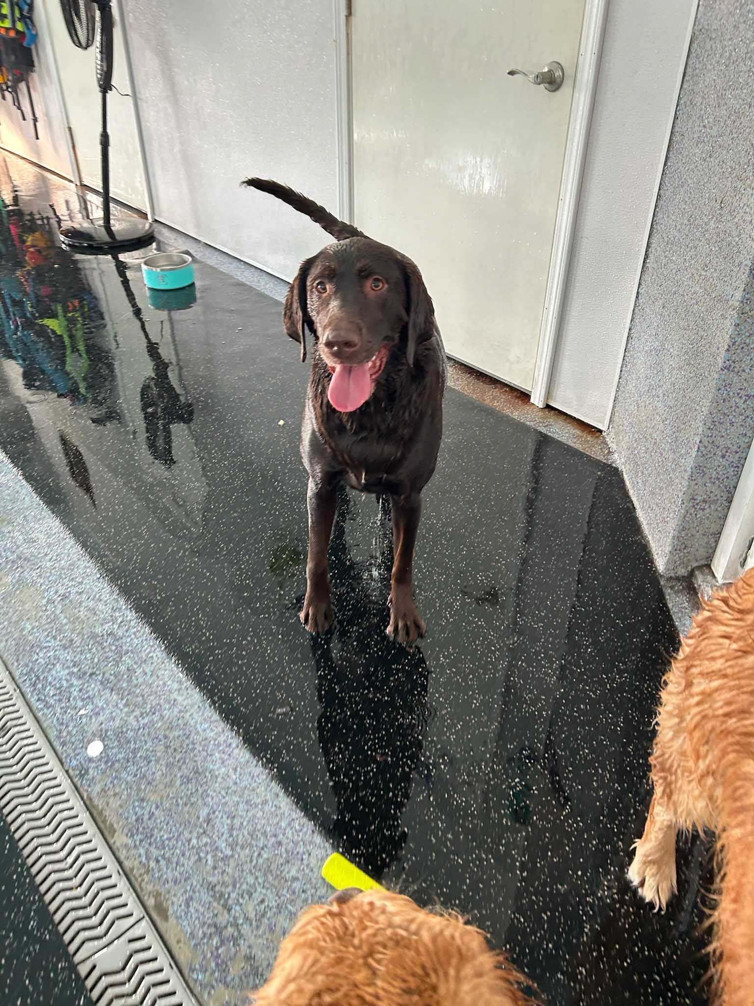 Chocolate brown dog with tongue out standing on wet, speckled floor, near another golden dog.
