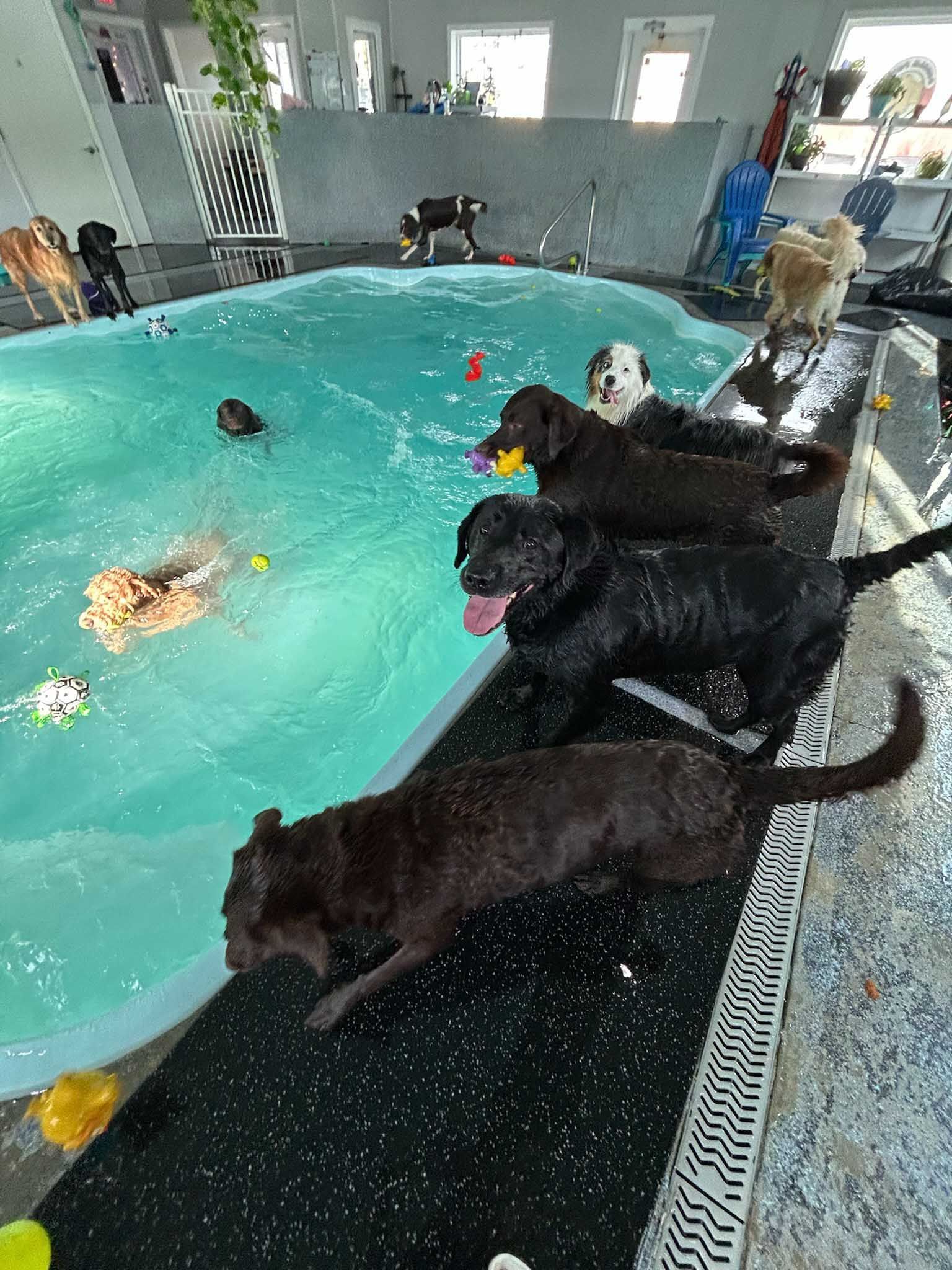 Dogs playing in a swimming pool; some are in the water, others are on the side, some with toys.