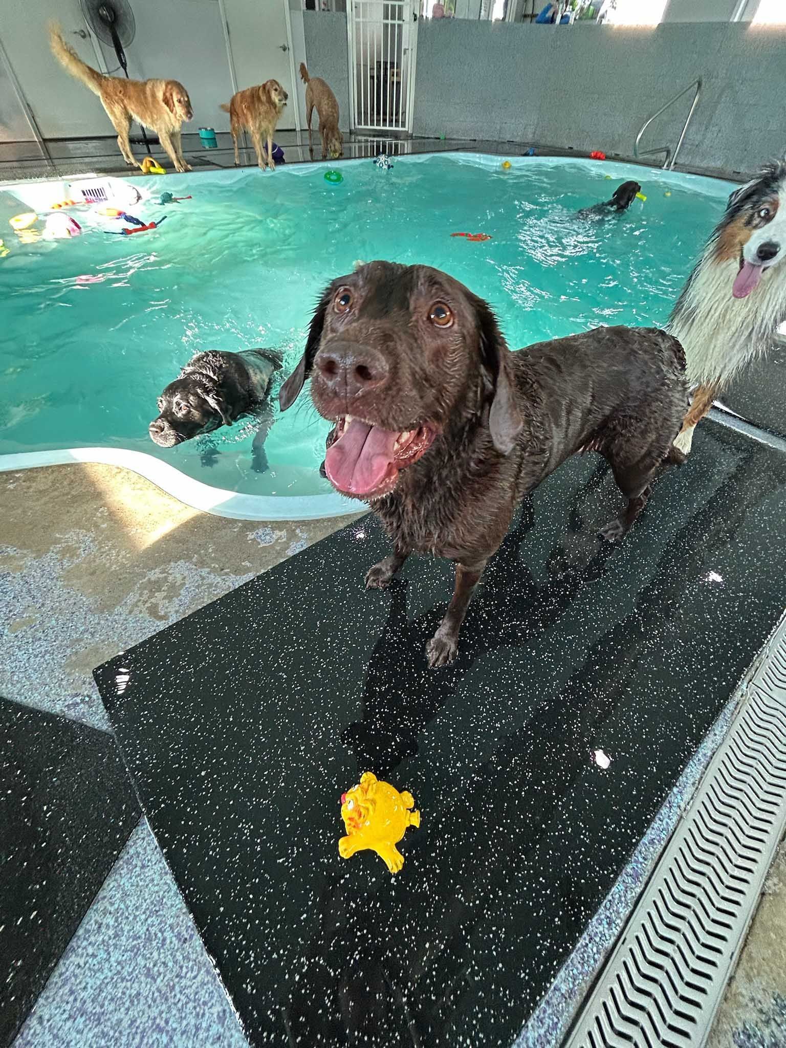 Chocolate Labrador dog exiting a pool, other dogs swim, a yellow toy is nearby.