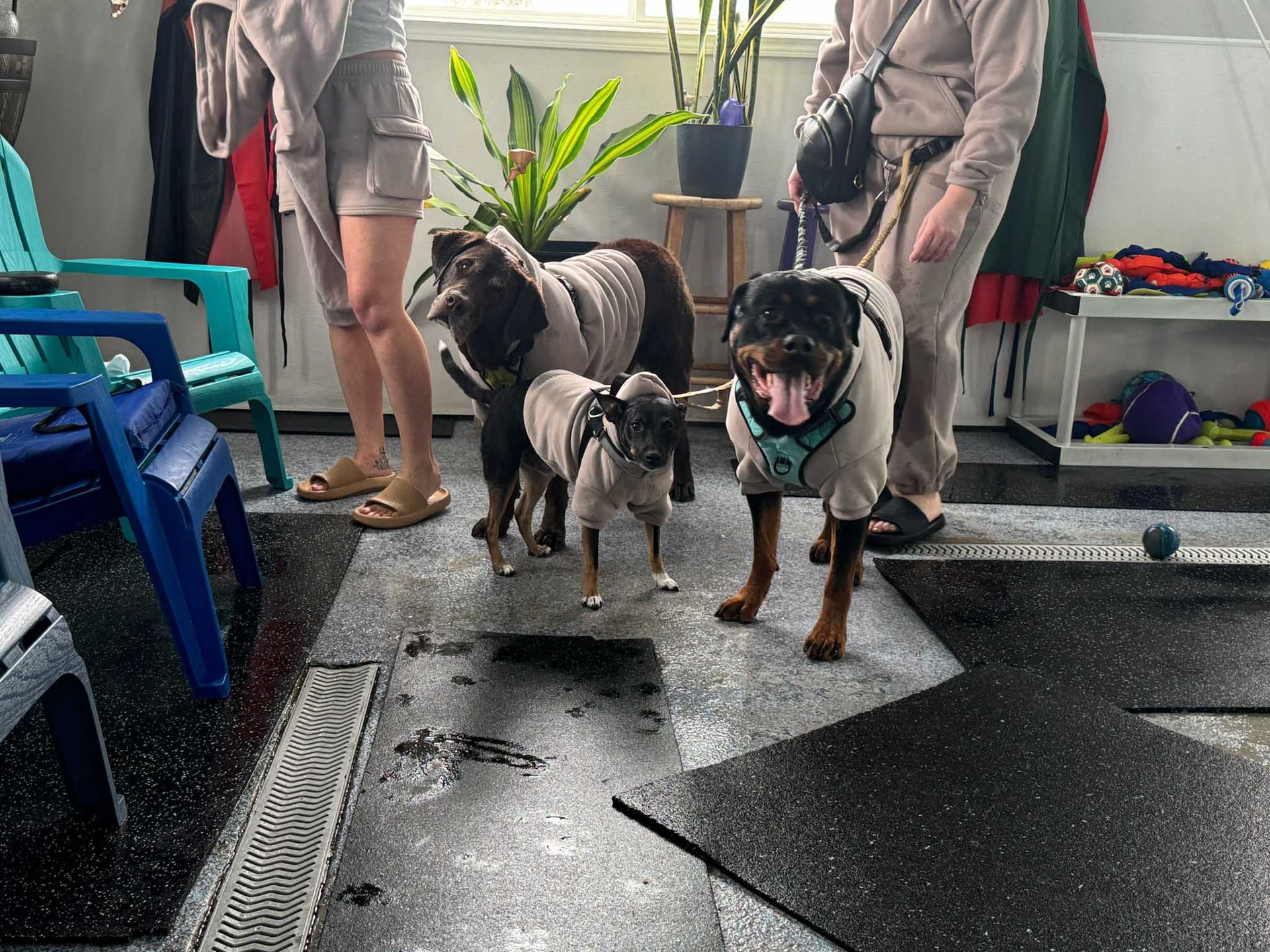 Three dogs wearing sweaters stand near people indoors.