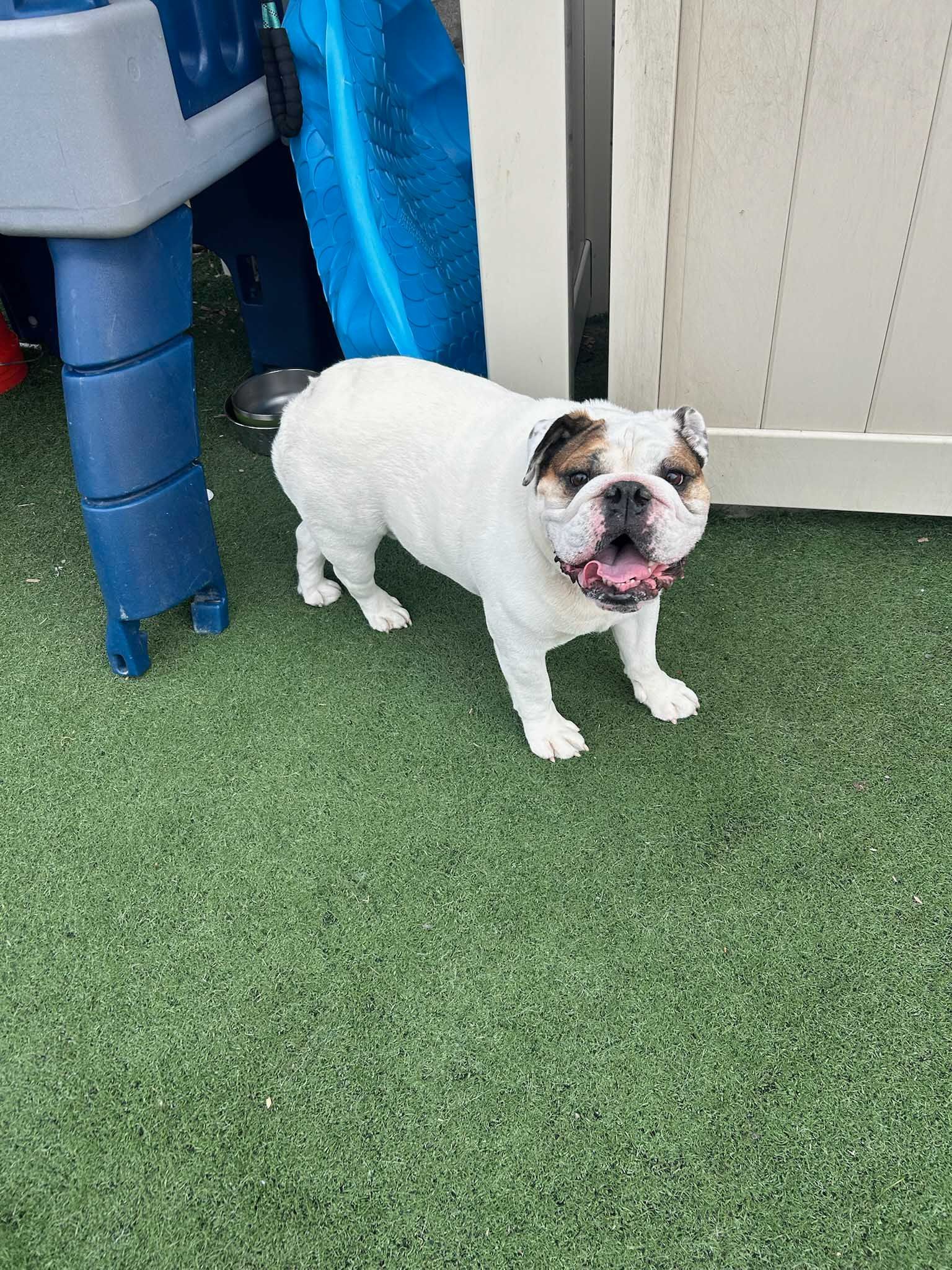 White and brown bulldog standing on green turf, mouth open.