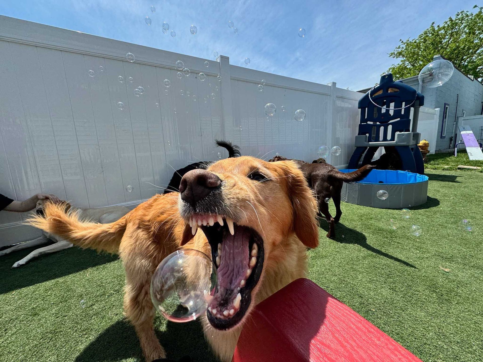 Golden retriever with mouth open, about to catch a bubble. Outdoors on artificial turf.