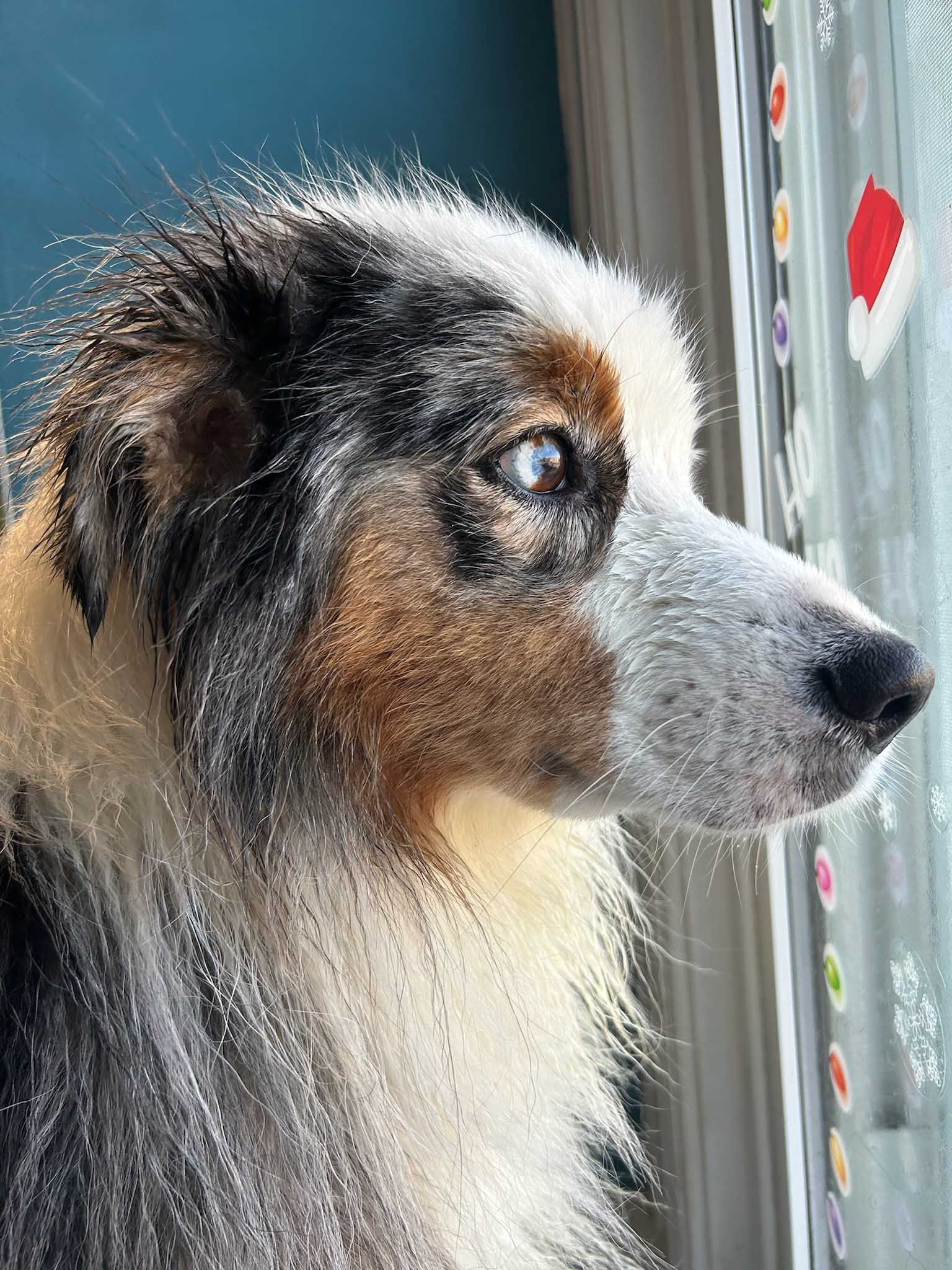 Australian Shepherd dog looking out a window; blue eyes, brown and black fur, Christmas decorations.