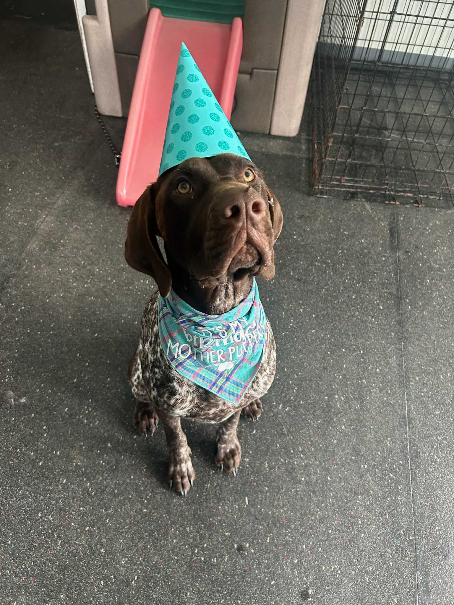 Dog wearing a party hat and bandana, sitting on a dark floor with a pink slide in the background.