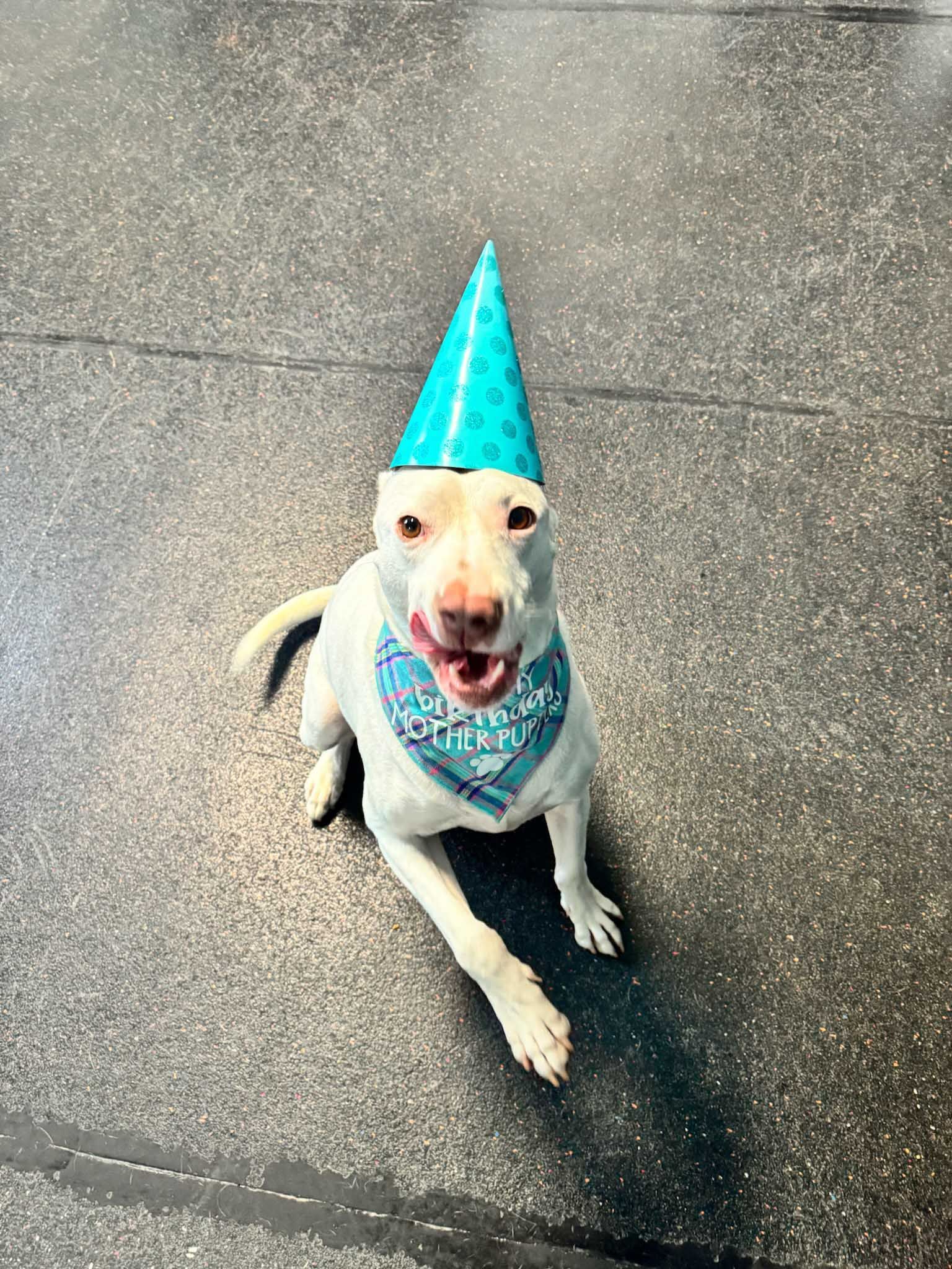 White dog wearing a birthday hat and bandana, sitting and smiling on a gray floor.