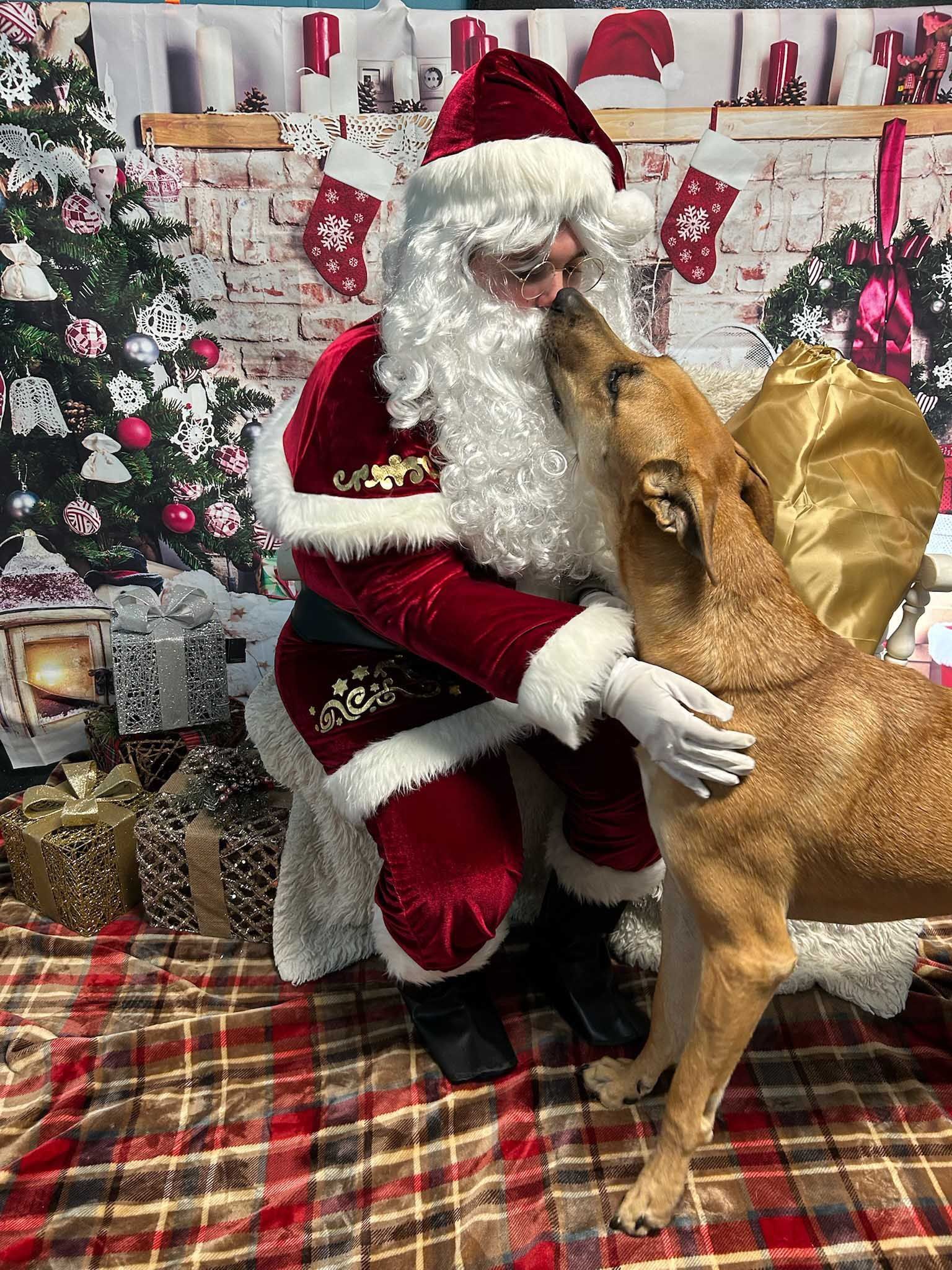 Santa Claus kneels to kiss a brown dog in a Christmas scene.