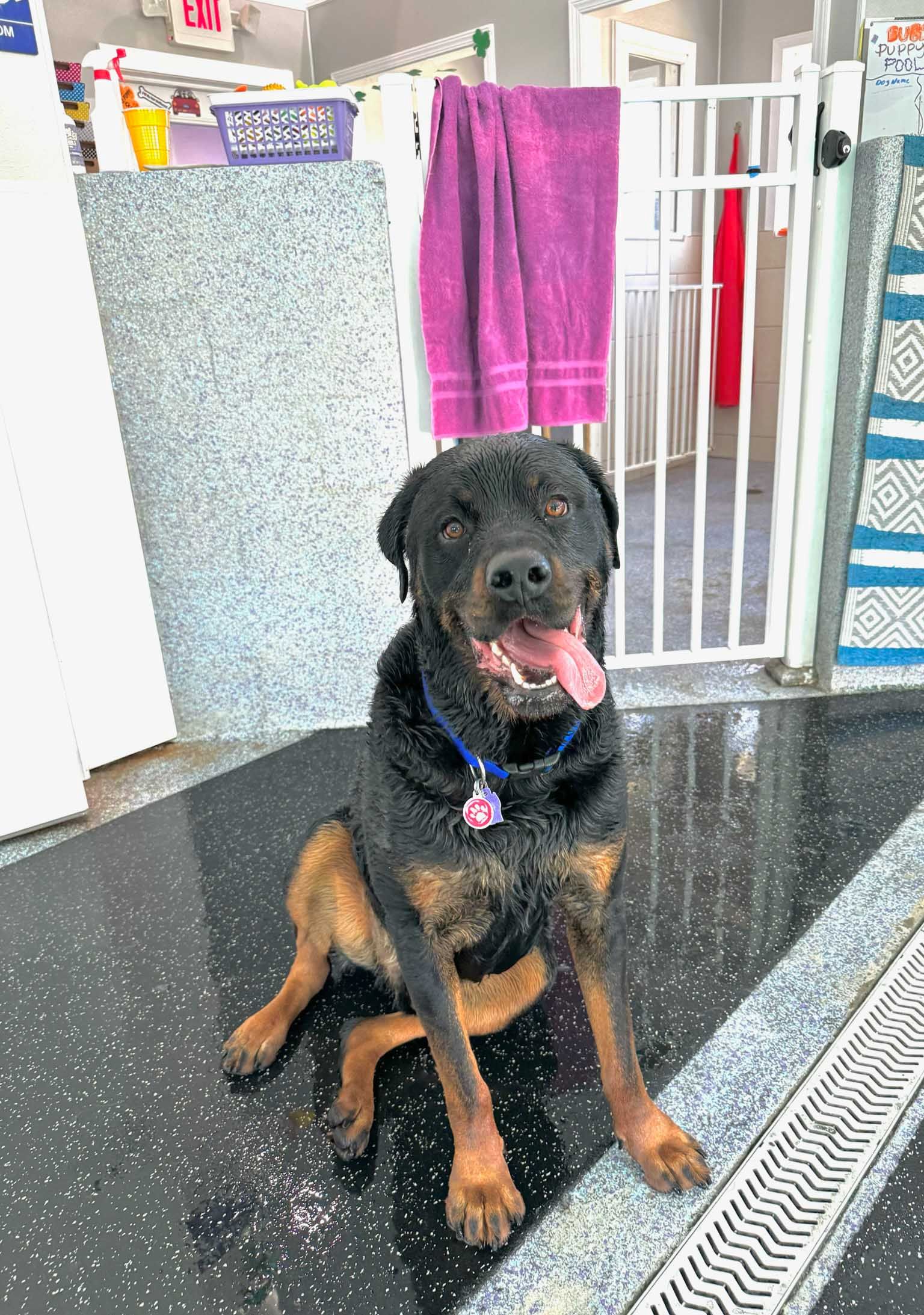 Rottweiler dog with tongue out sits on wet floor, wearing collar. Purple towel hangs behind.