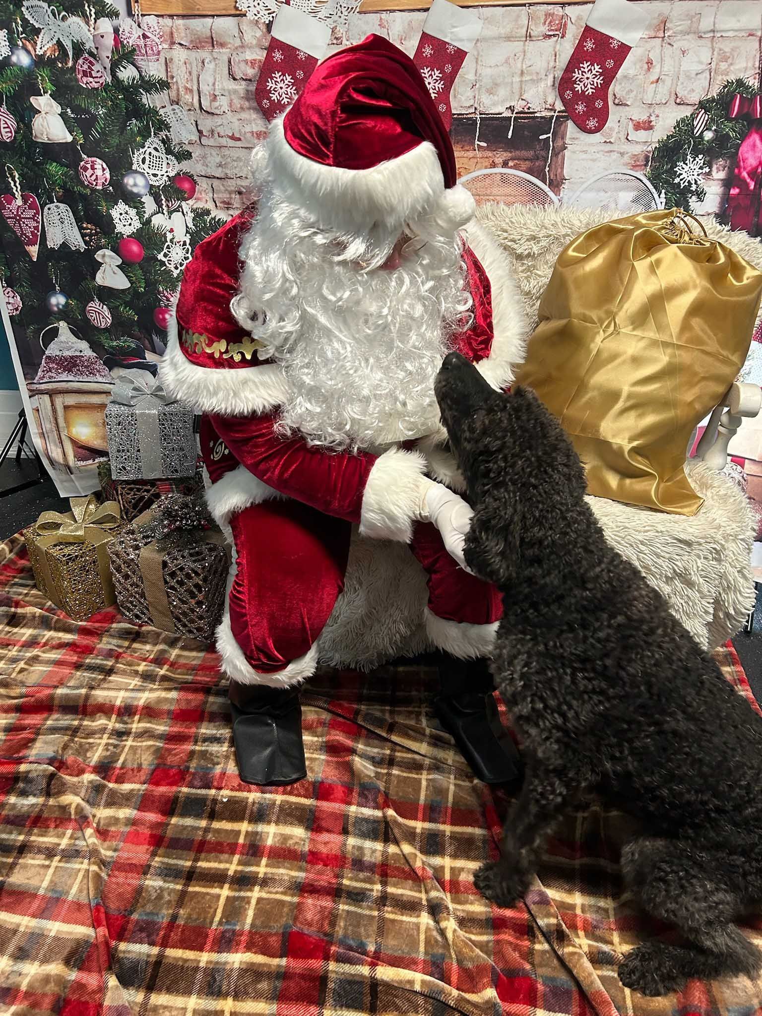 Dog interacting with a Santa Claus figure, indoors. Santa wears red, white beard. Dog is black. Christmas background.