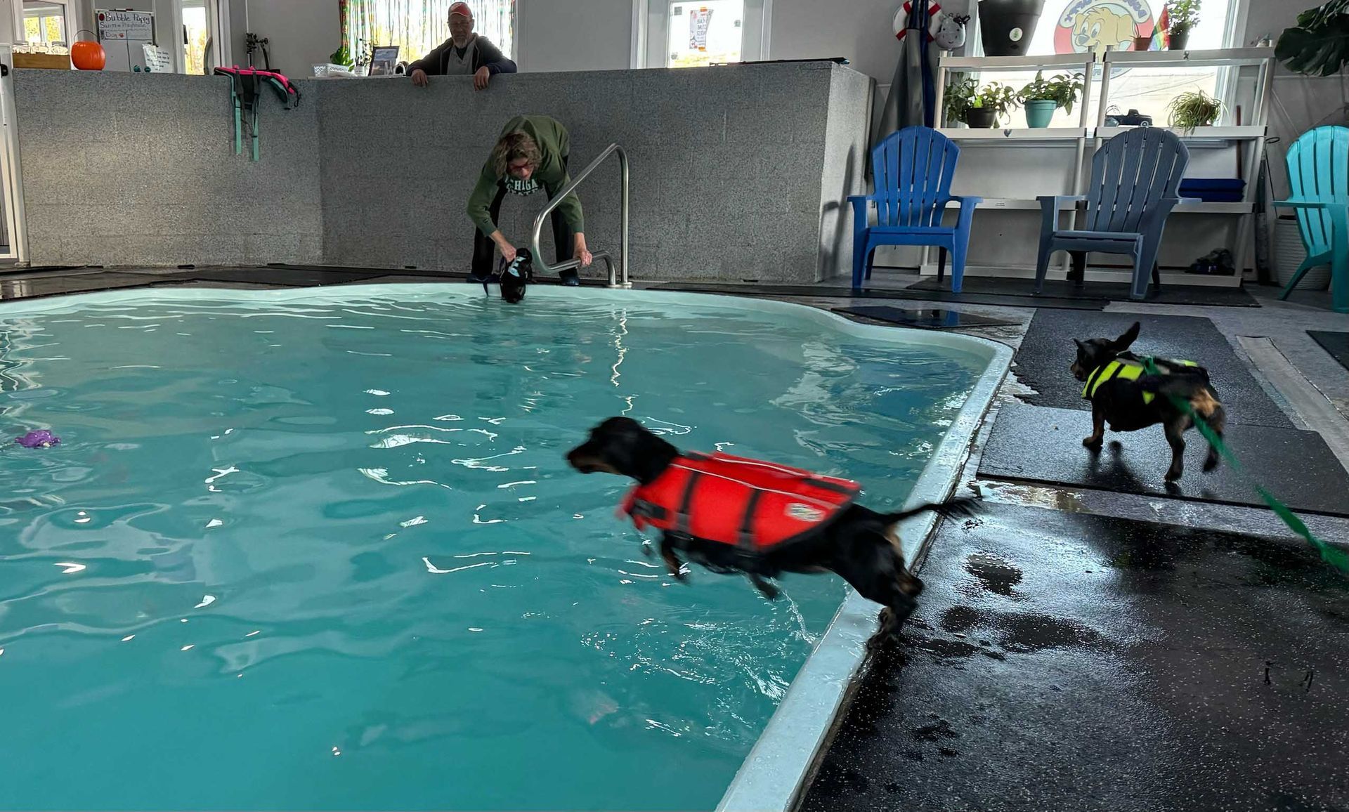 A Dachshund in a life vest jumps into a pool. Another dog watches. Person stands near pool edge.