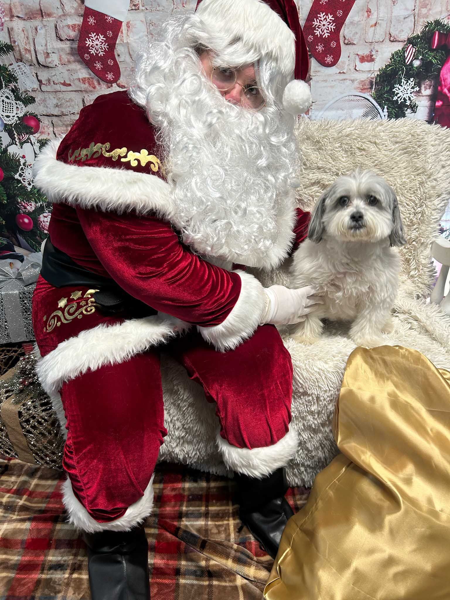 Santa Claus and fluffy dog sitting together. Santa, in red suit, pats the dog on a cushioned seat, Christmas backdrop.
