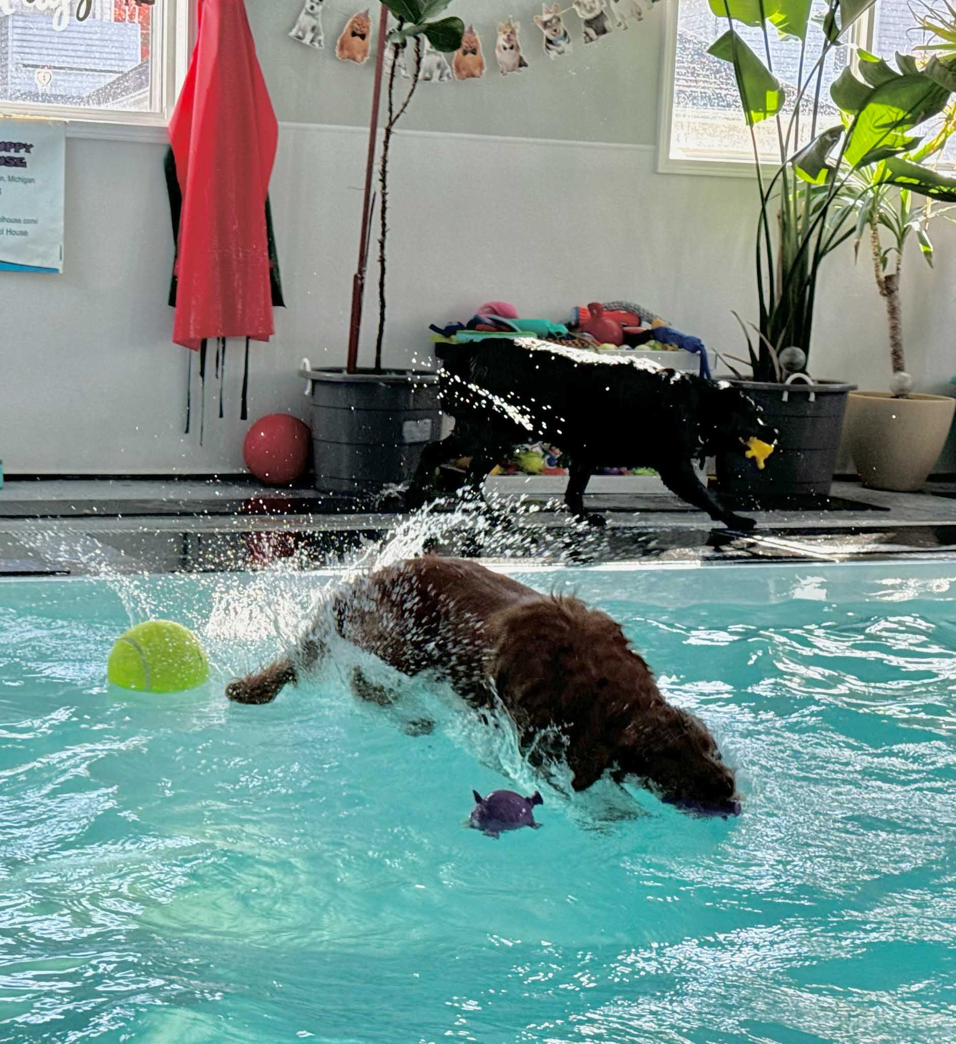 Dog jumping into pool, brown dog splashing with a ball, another black dog in background.