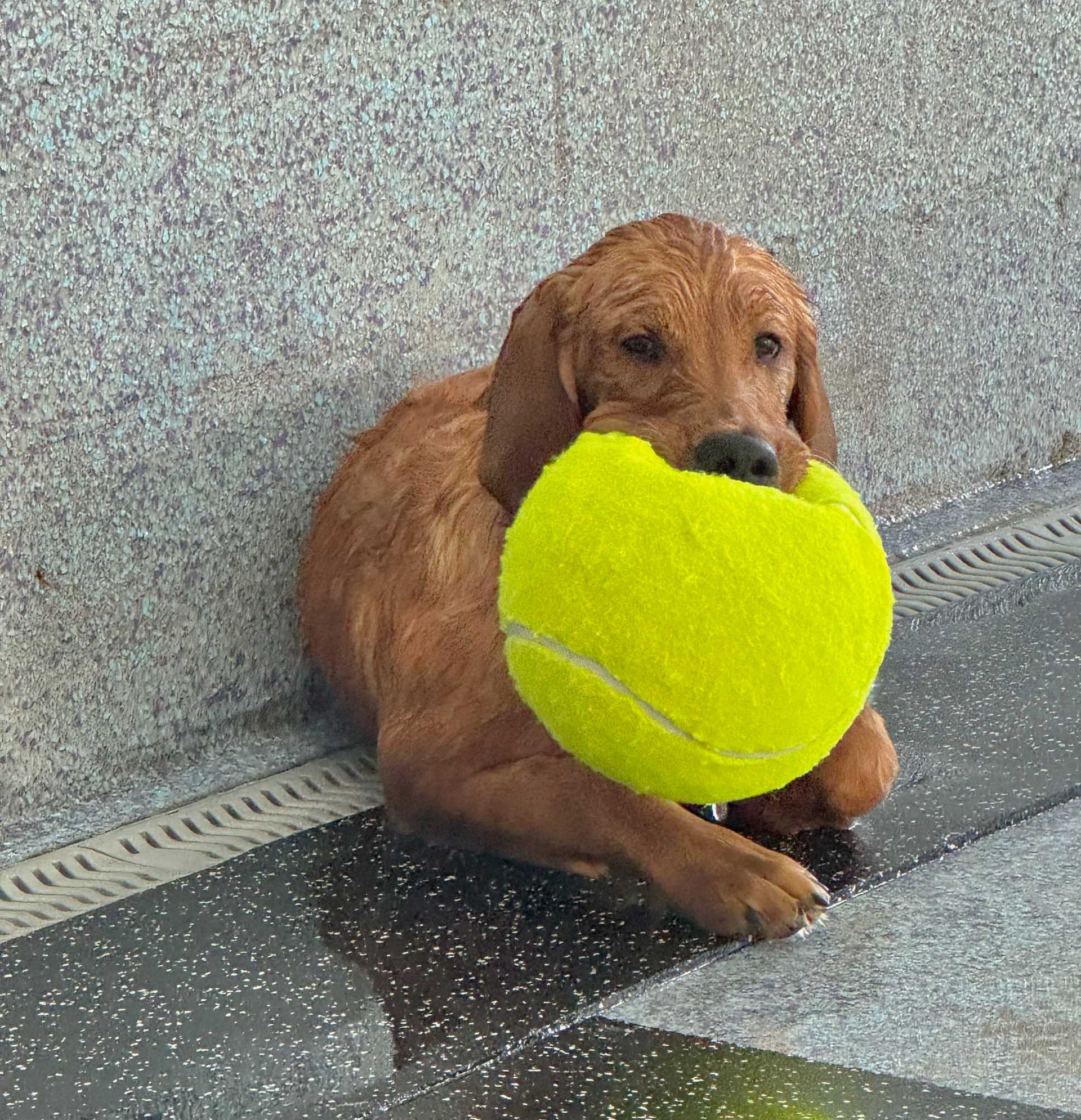 Golden retriever dog lying down, holding a large yellow tennis ball.