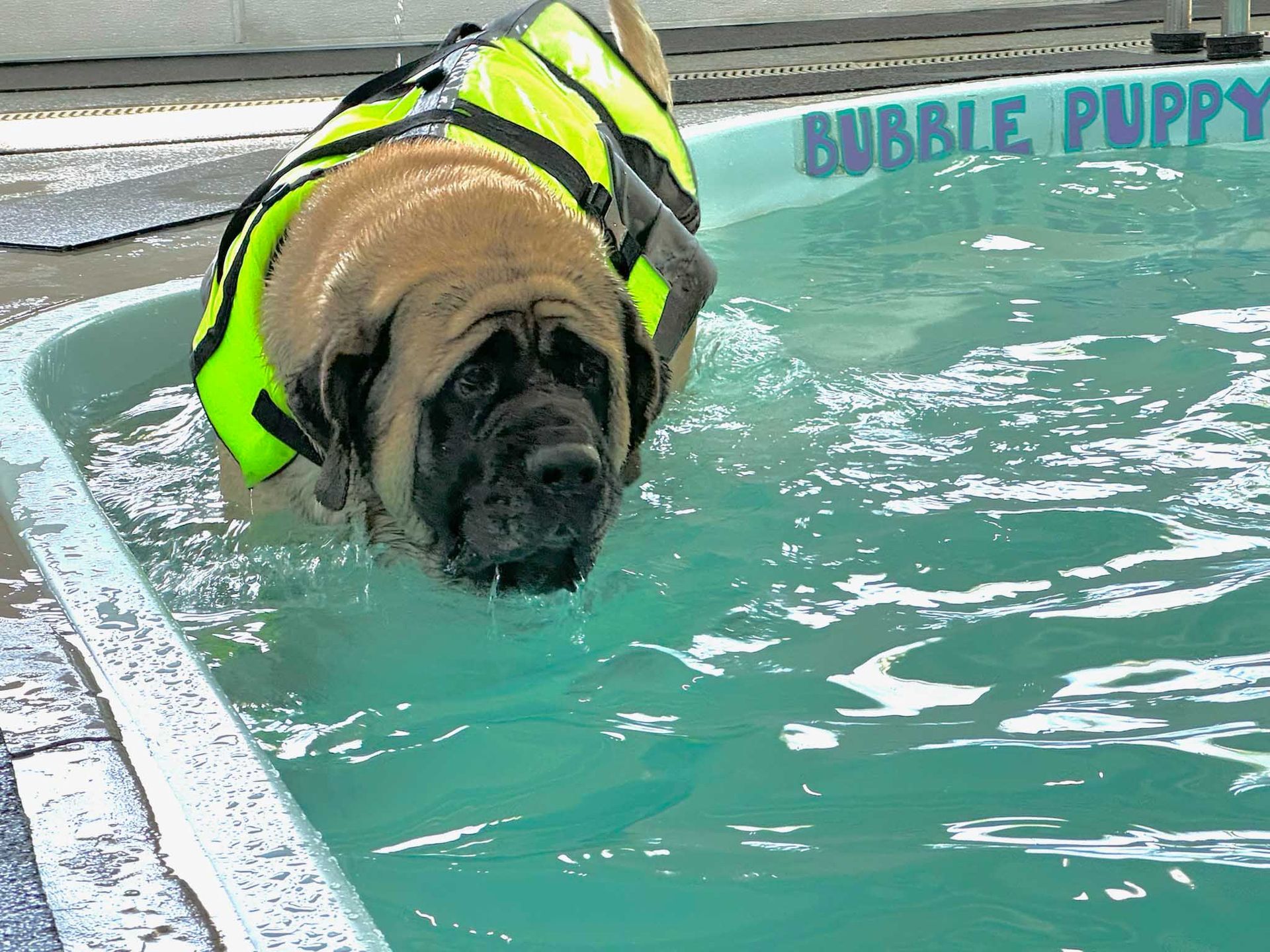 A large dog wearing a yellow life vest in a pool. The pool says 