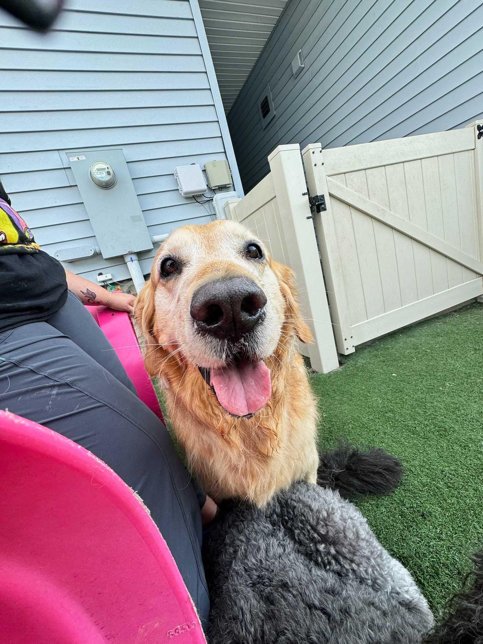 Golden retriever with wet fur, looking up with tongue out. Outdoors on grass, near a fence.