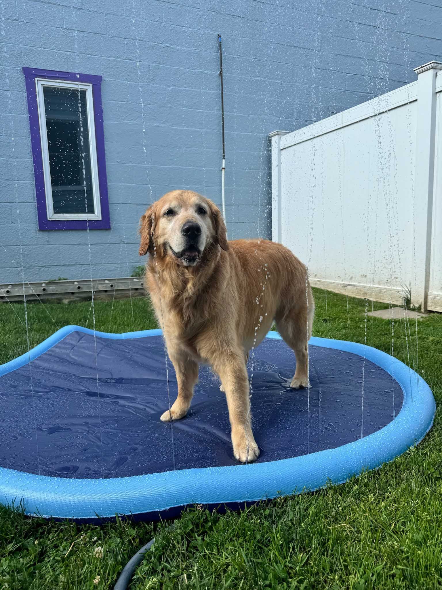 Golden retriever stands in a blue splash pad, water spraying.