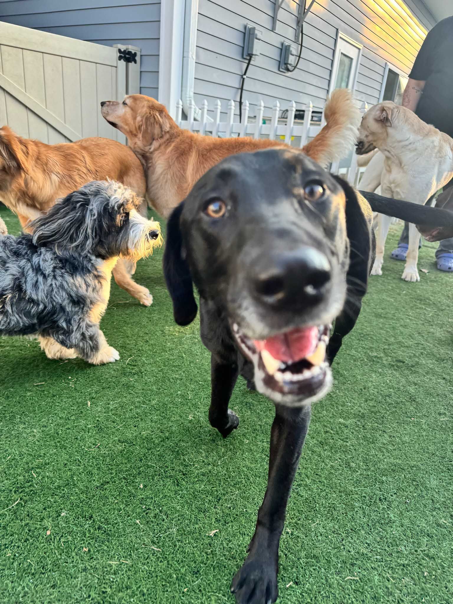 Black dog with open mouth, other dogs on green turf in a yard.