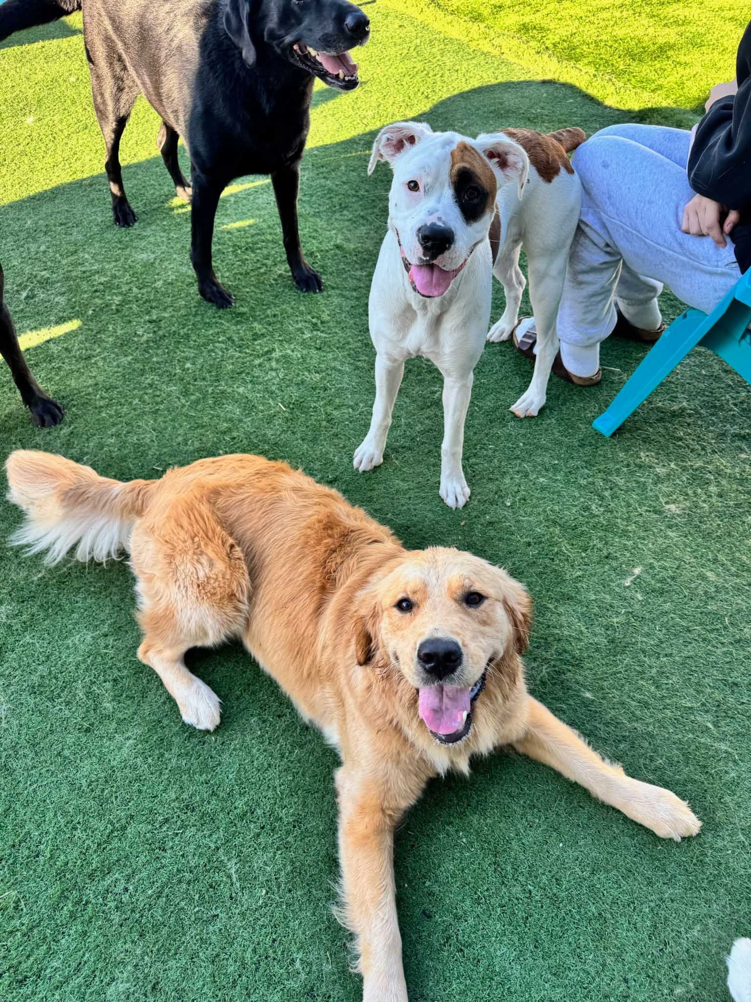 Golden retriever laying on green turf, smiling. Other dogs and a person in background.